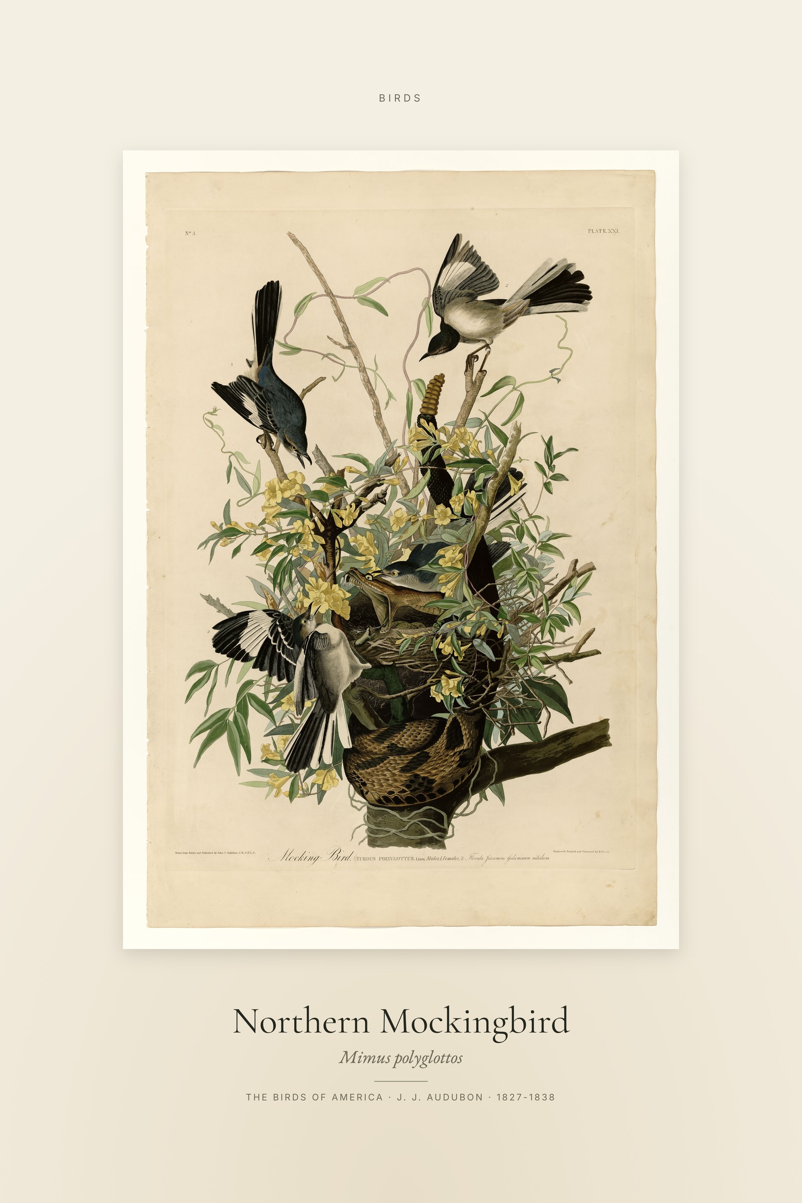 Northern Mockingbird — Specimen