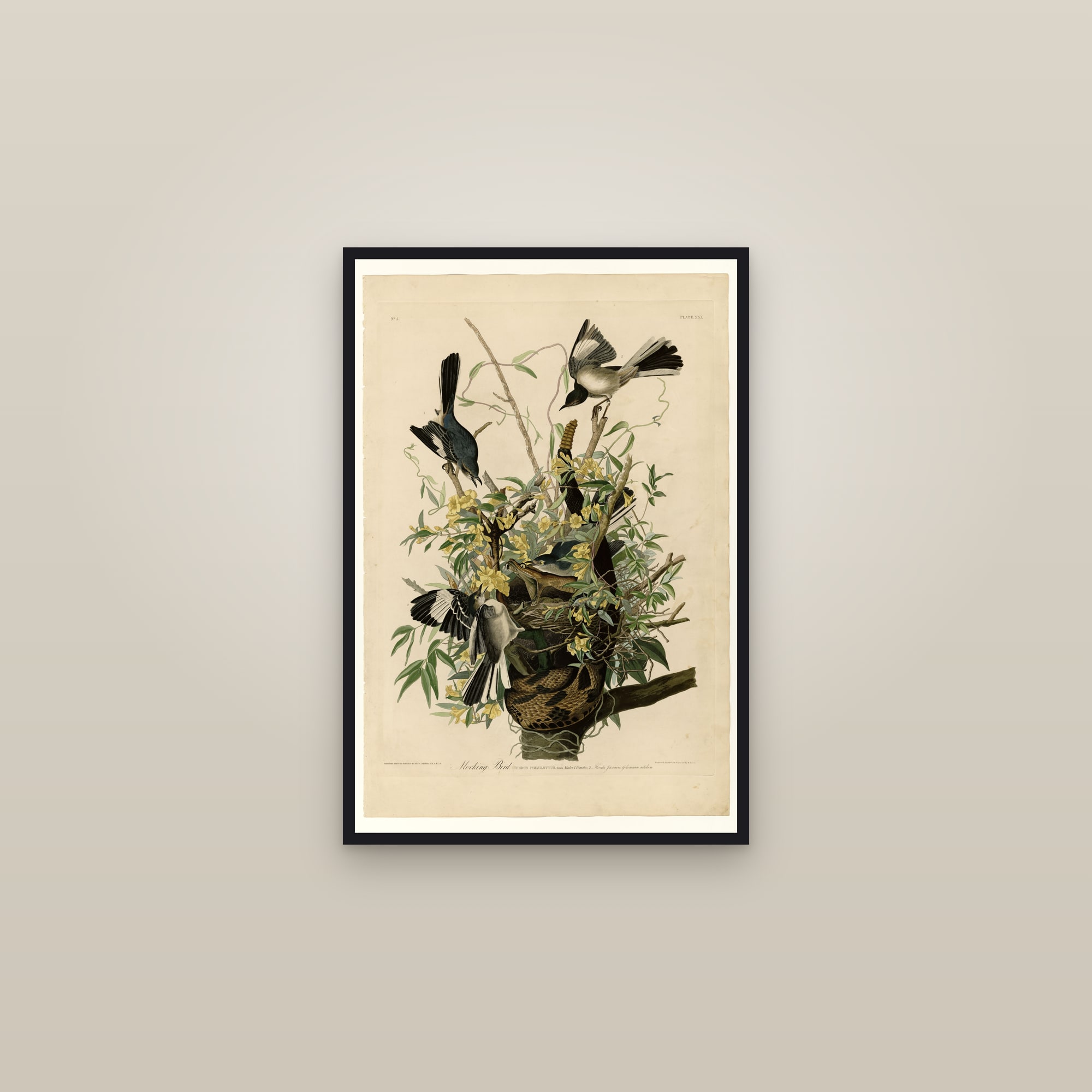 Northern Mockingbird — framed in a gallery setting