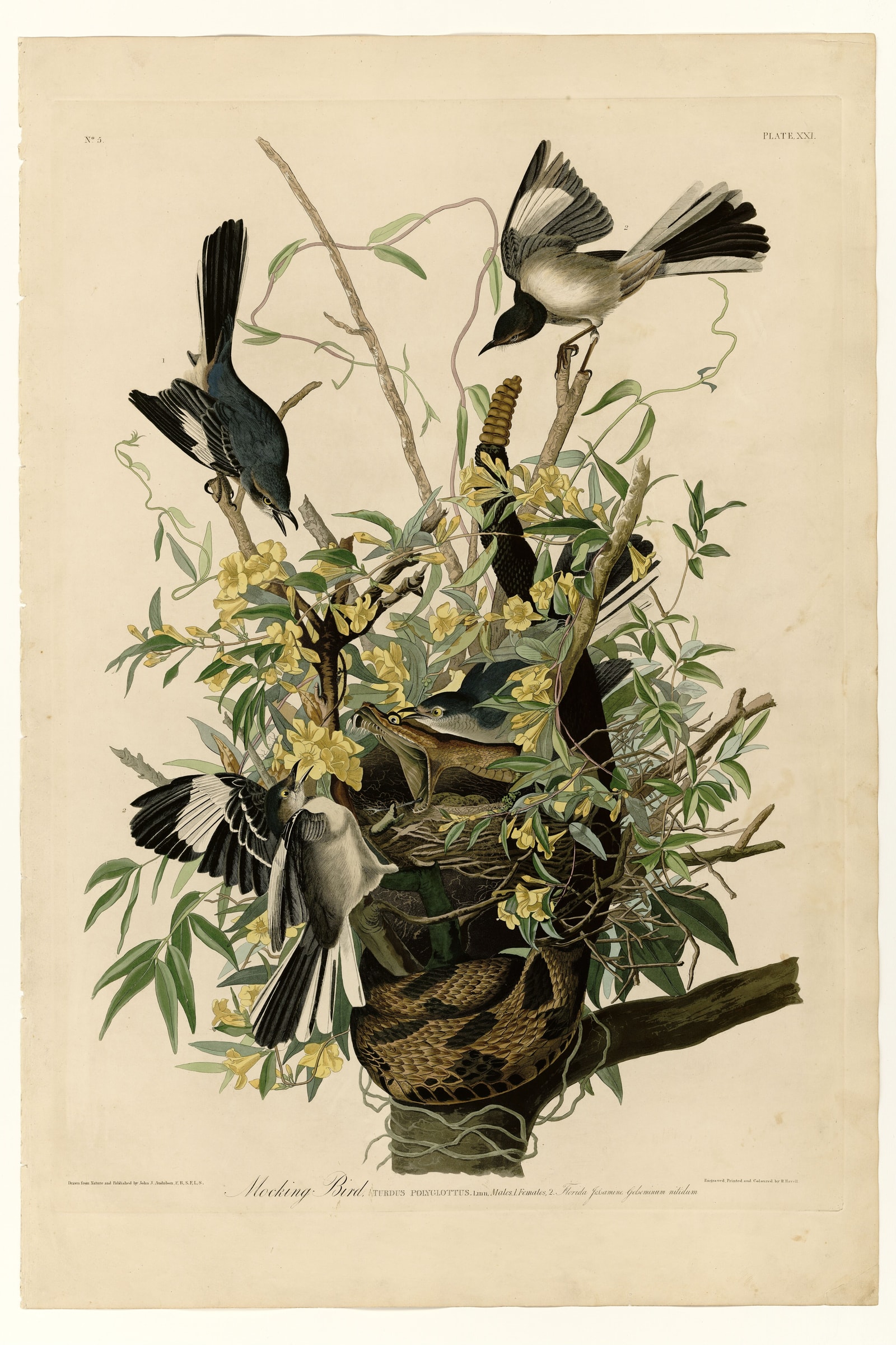 Northern Mockingbird