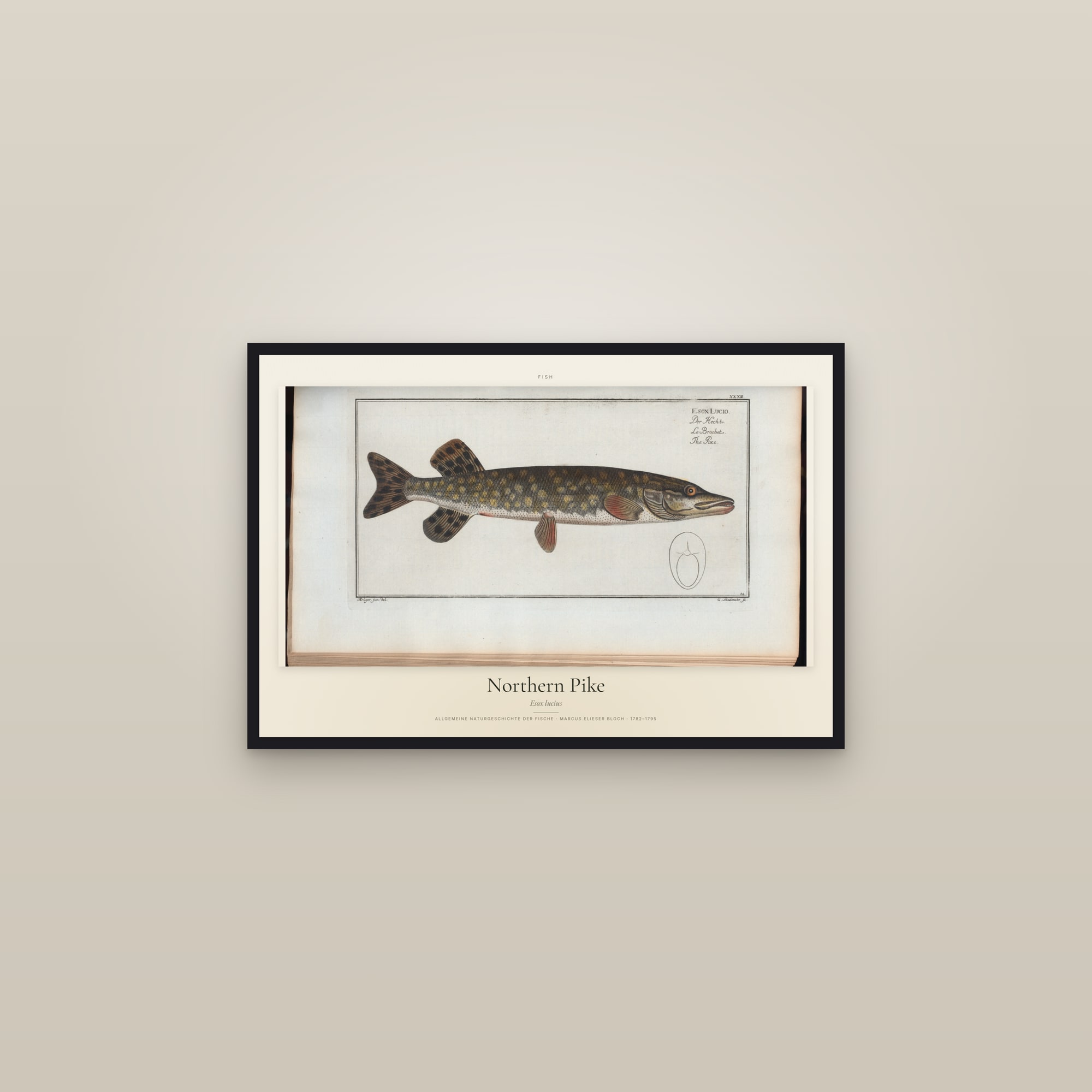 Northern Pike — framed in a gallery setting