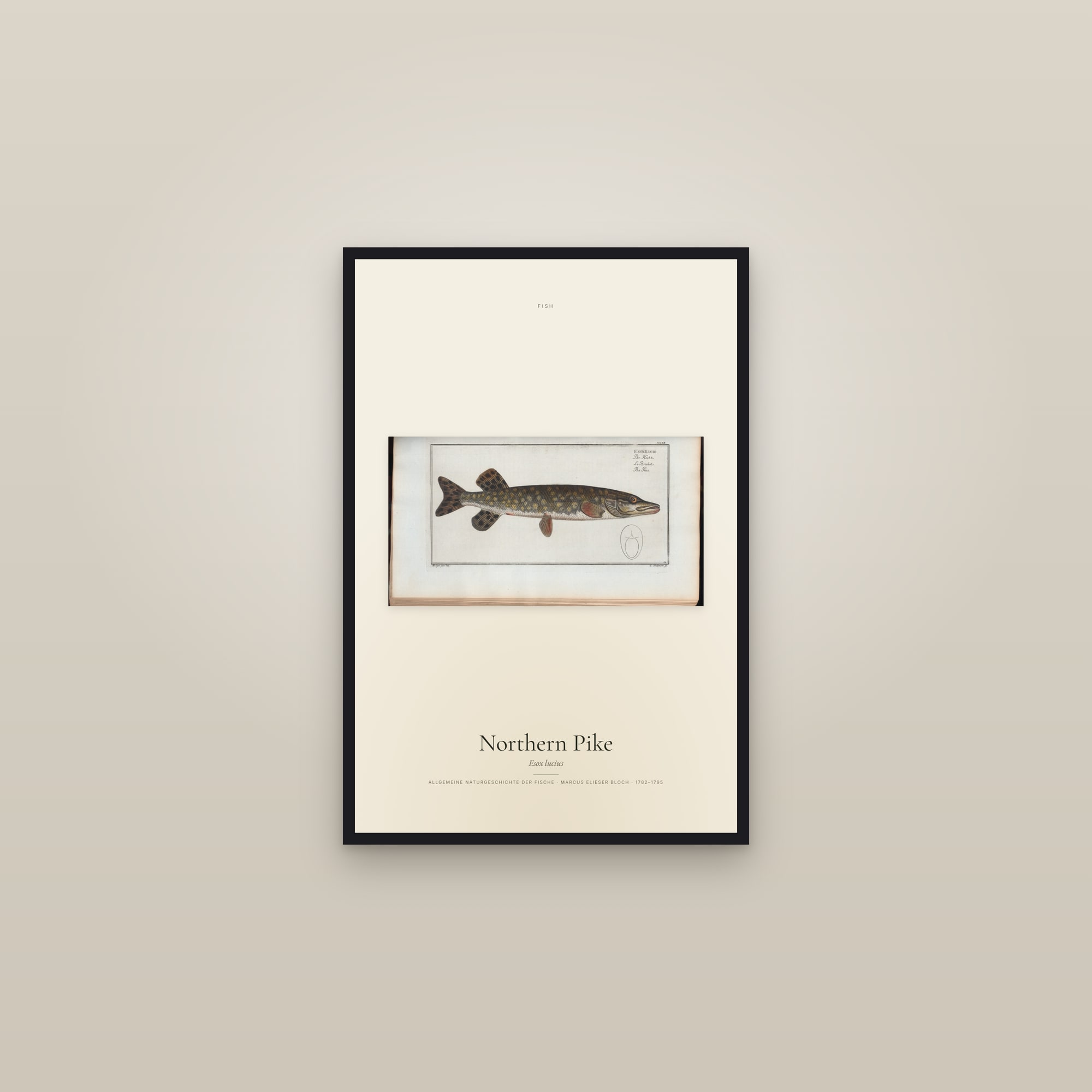 Northern Pike