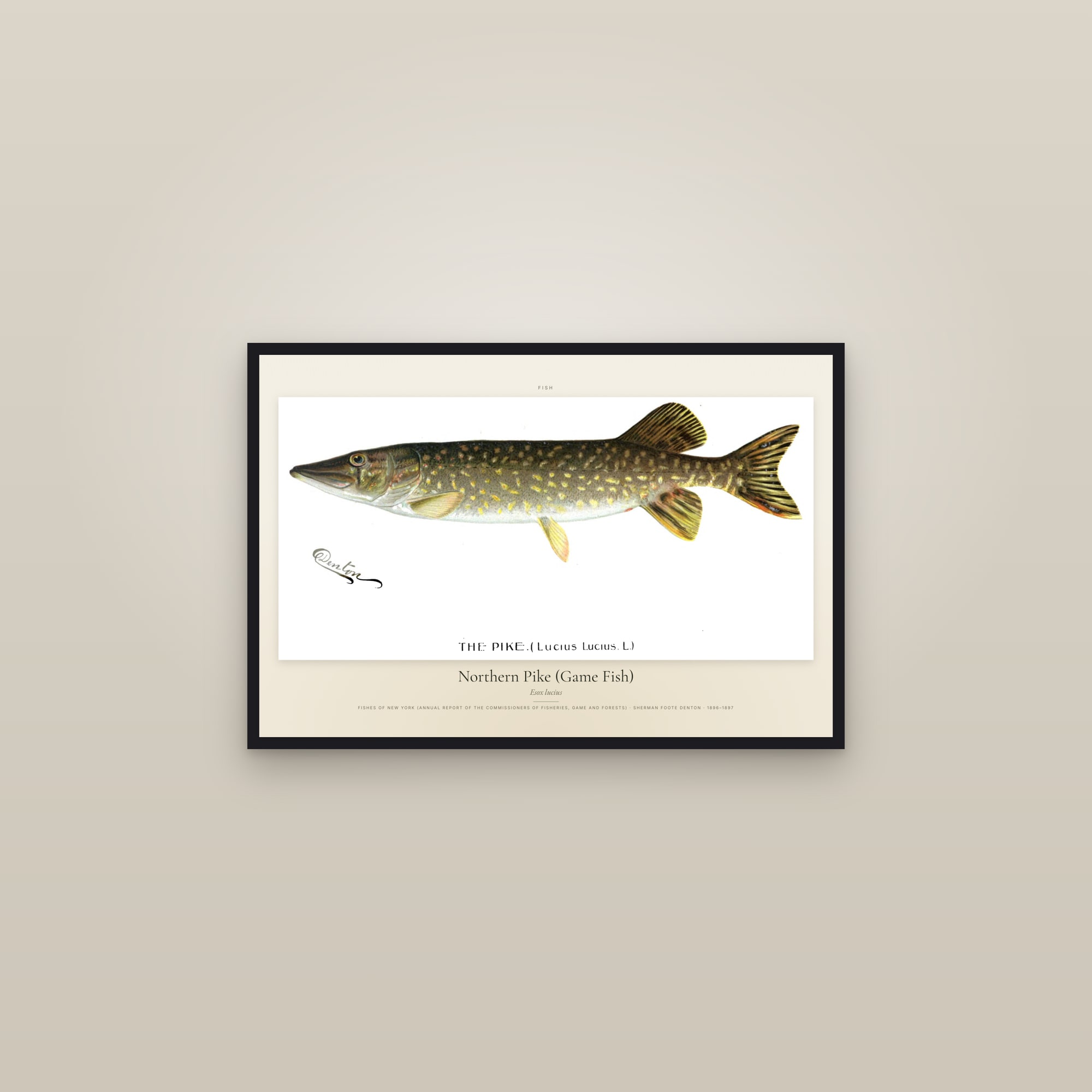 Northern Pike (Game Fish) — framed in a gallery setting