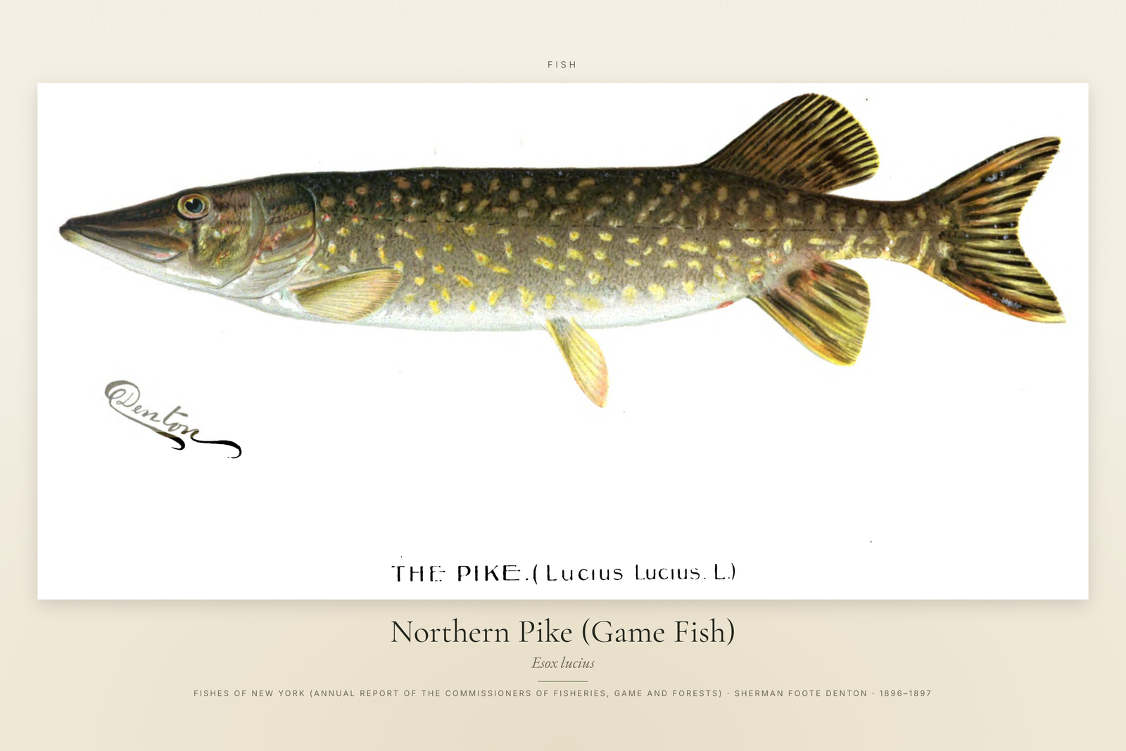 Northern Pike (Game Fish)