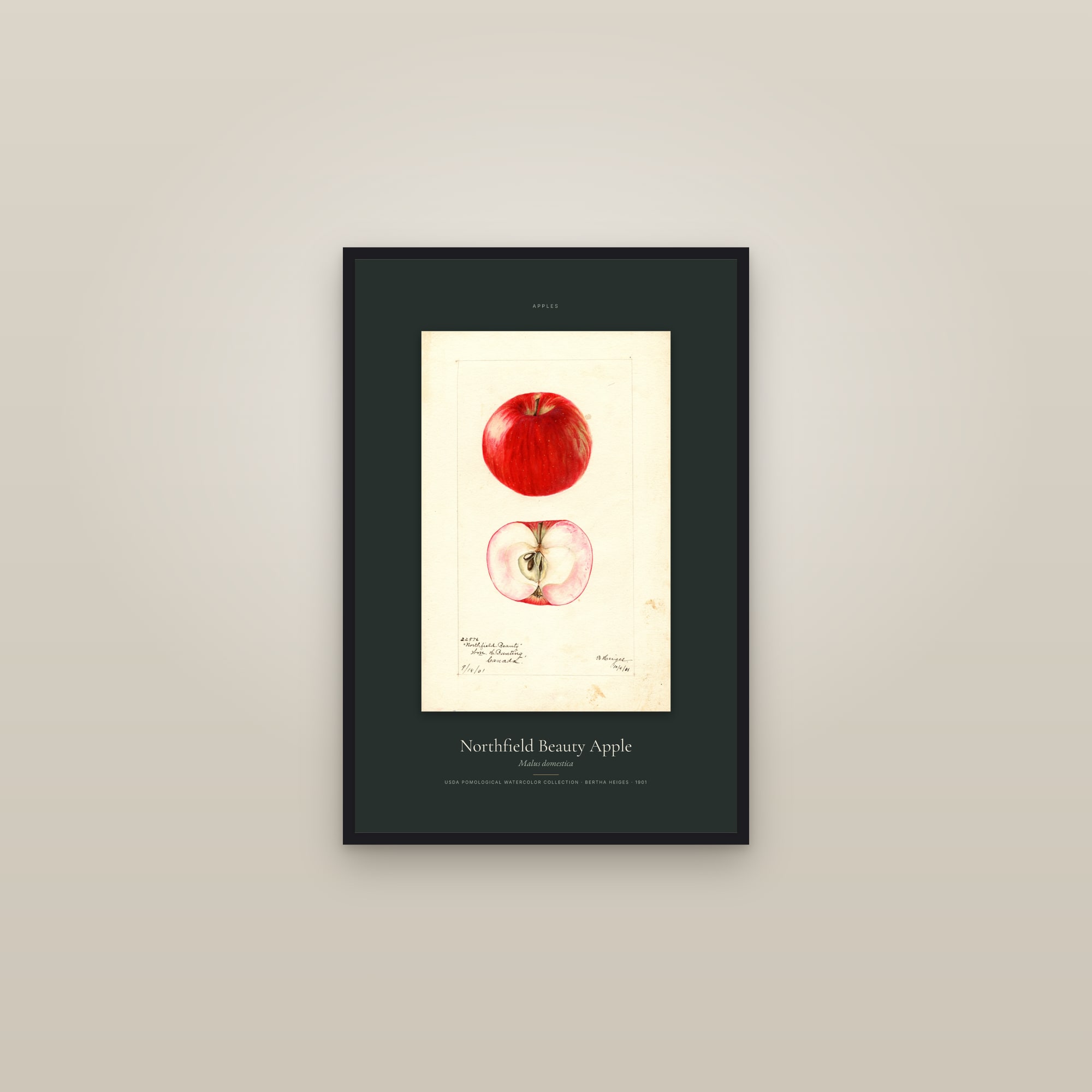 Northfield Beauty Apple — Specimen — framed in a gallery setting