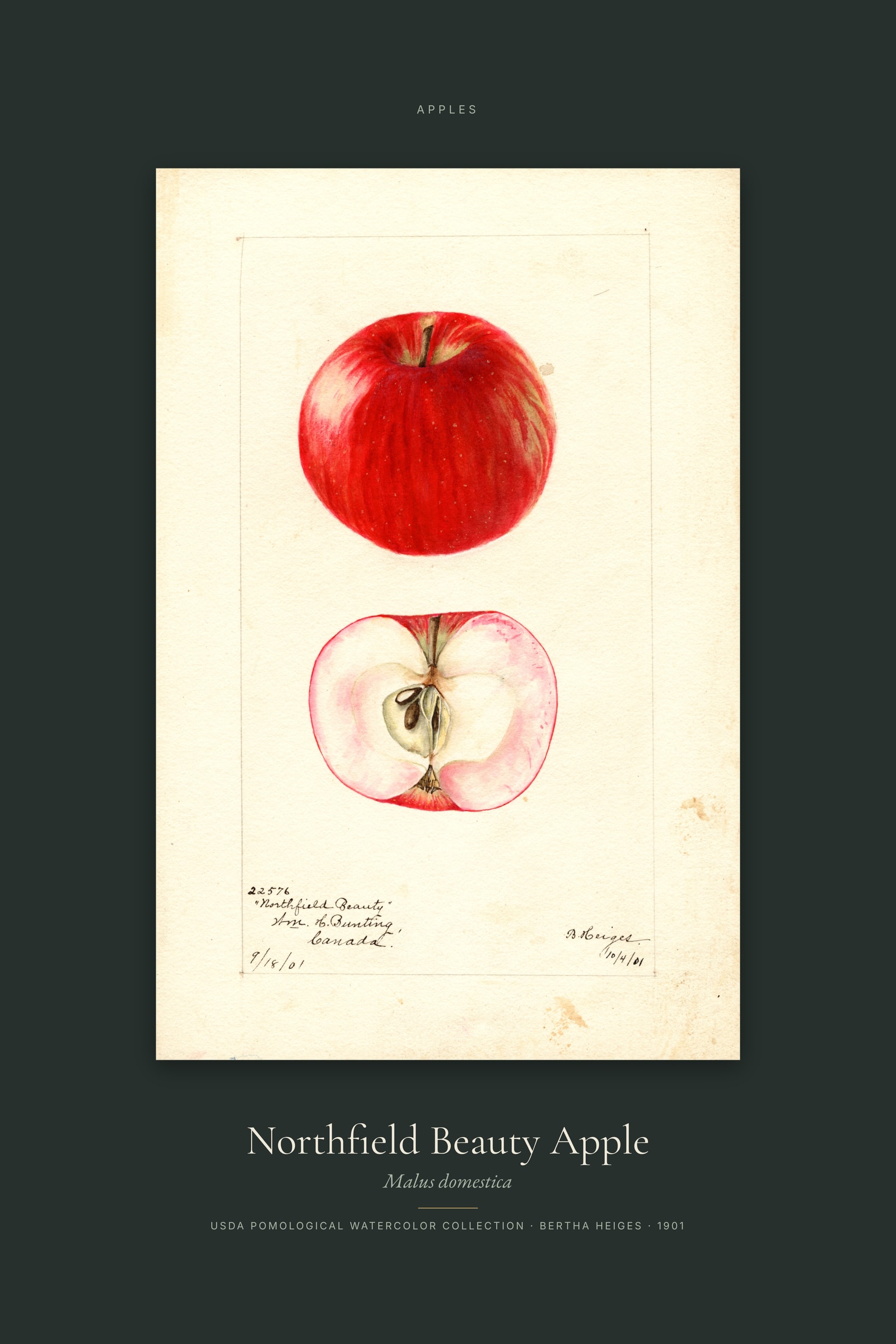 Northfield Beauty Apple — Specimen
