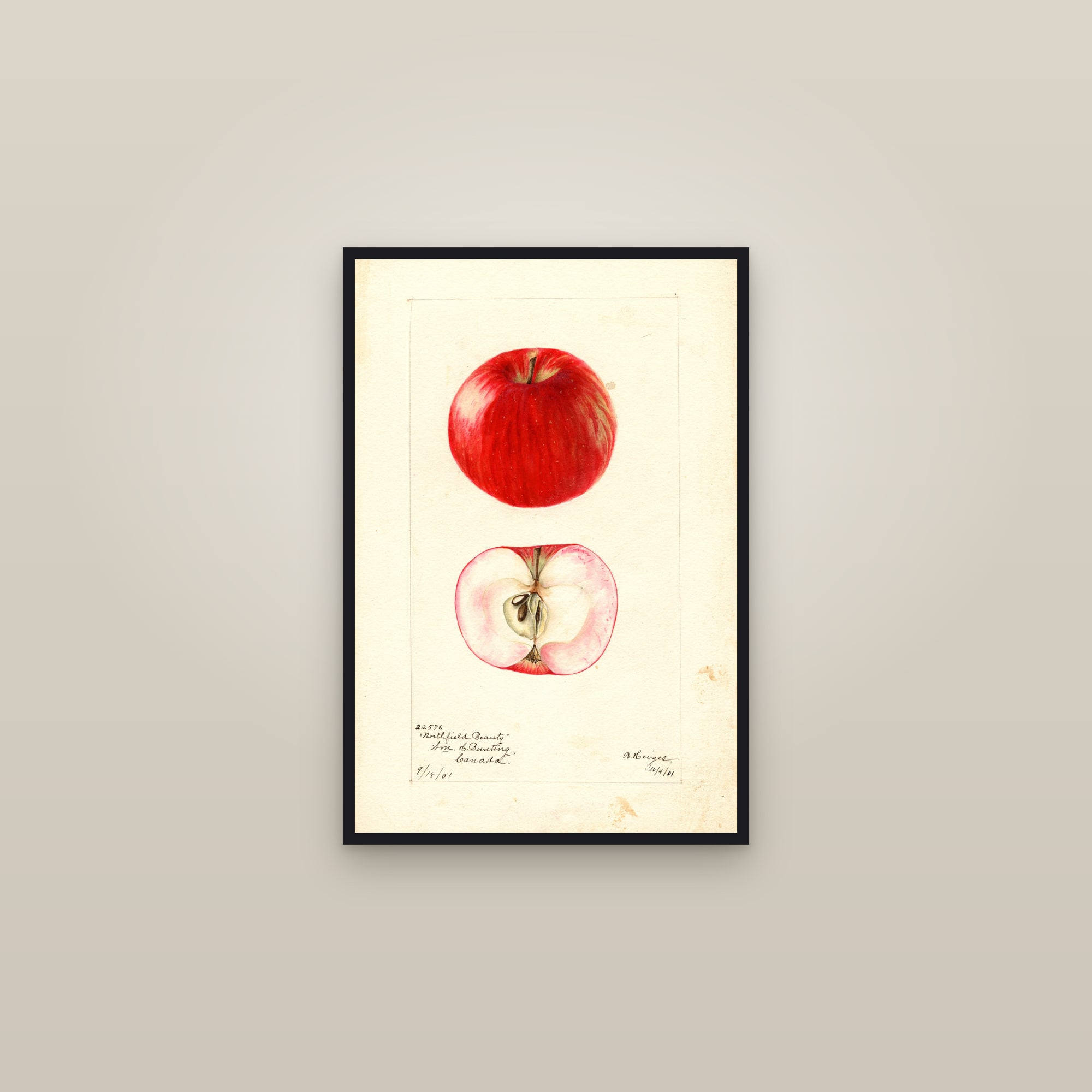 Northfield Beauty Apple — framed in a gallery setting