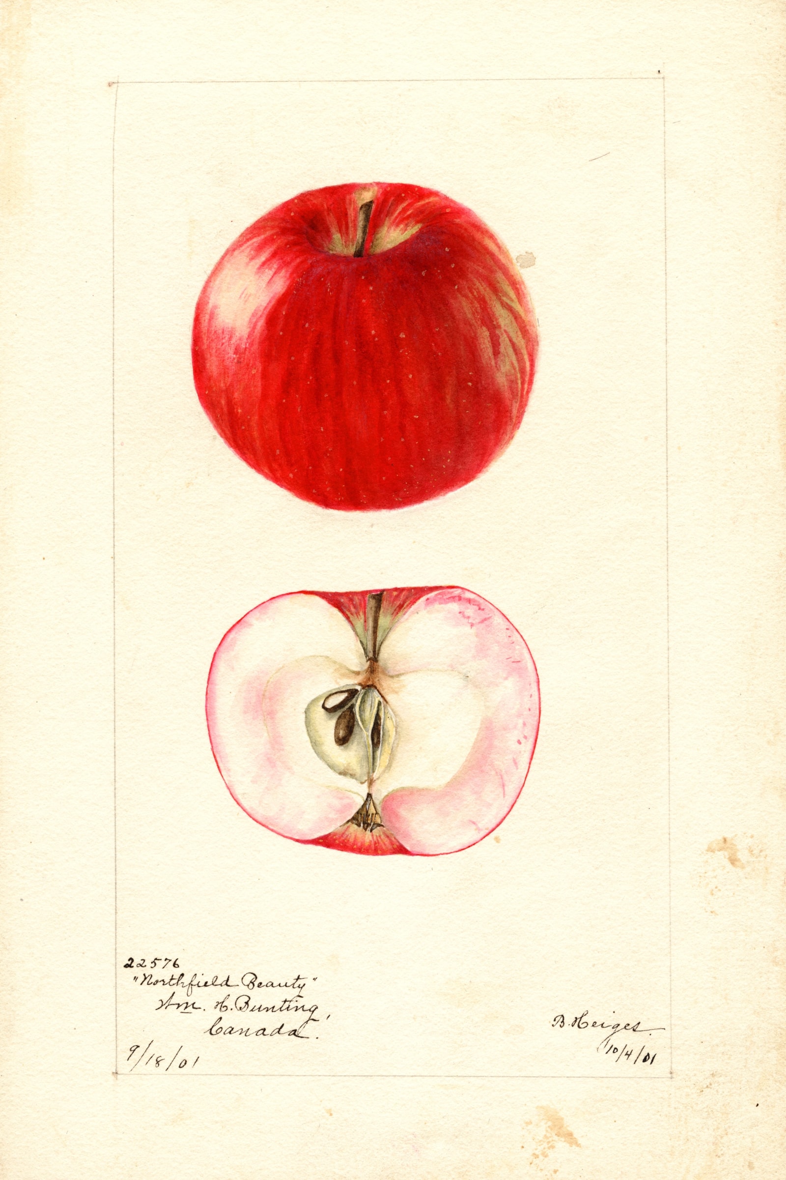 Northfield Beauty Apple