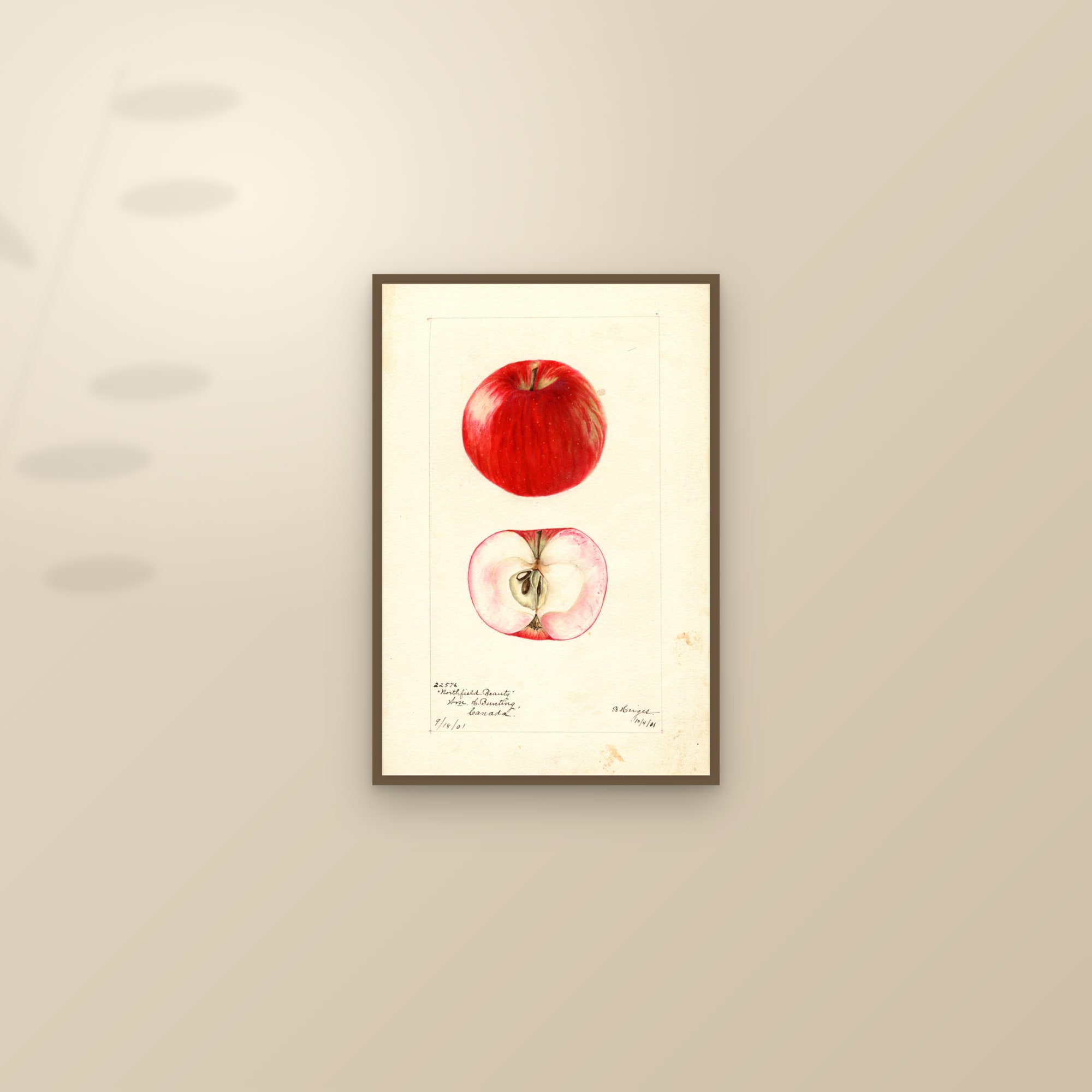 Northfield Beauty Apple — framed and styled on a sunlit wall