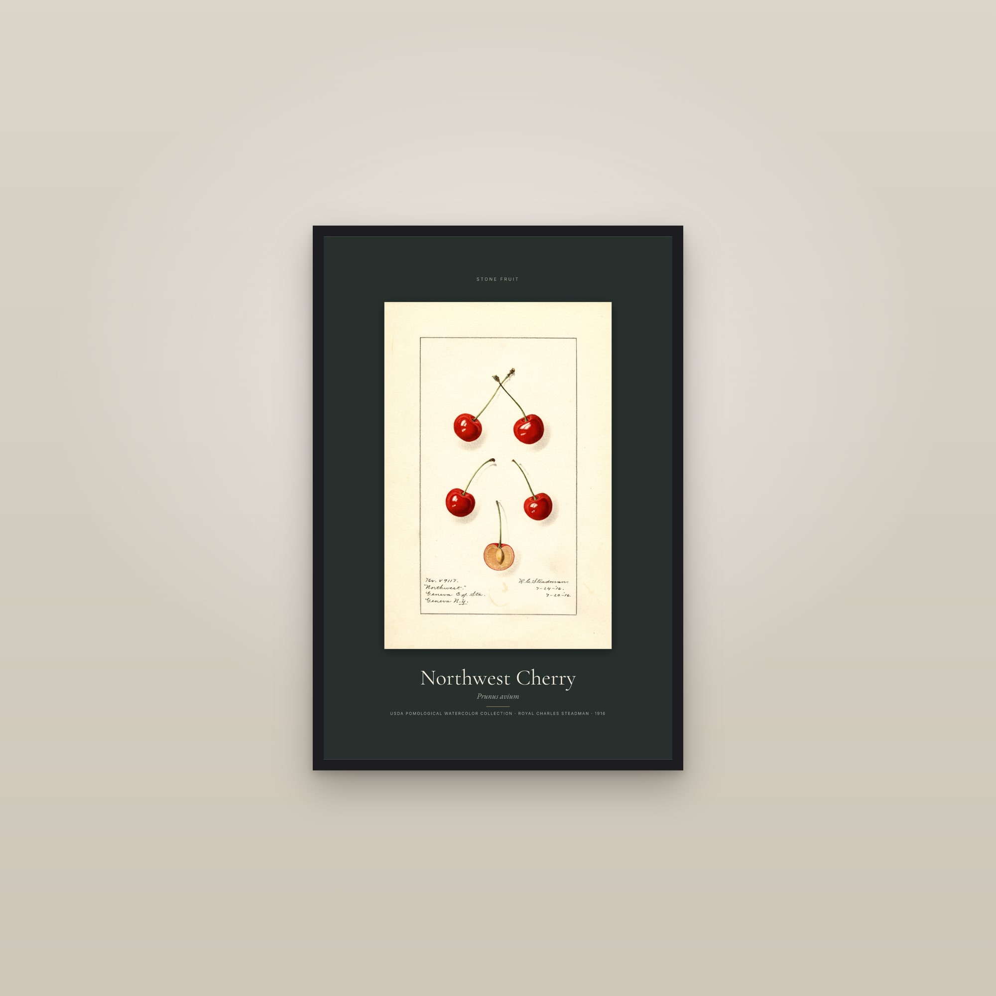 Northwest Cherry — Specimen — framed in a gallery setting
