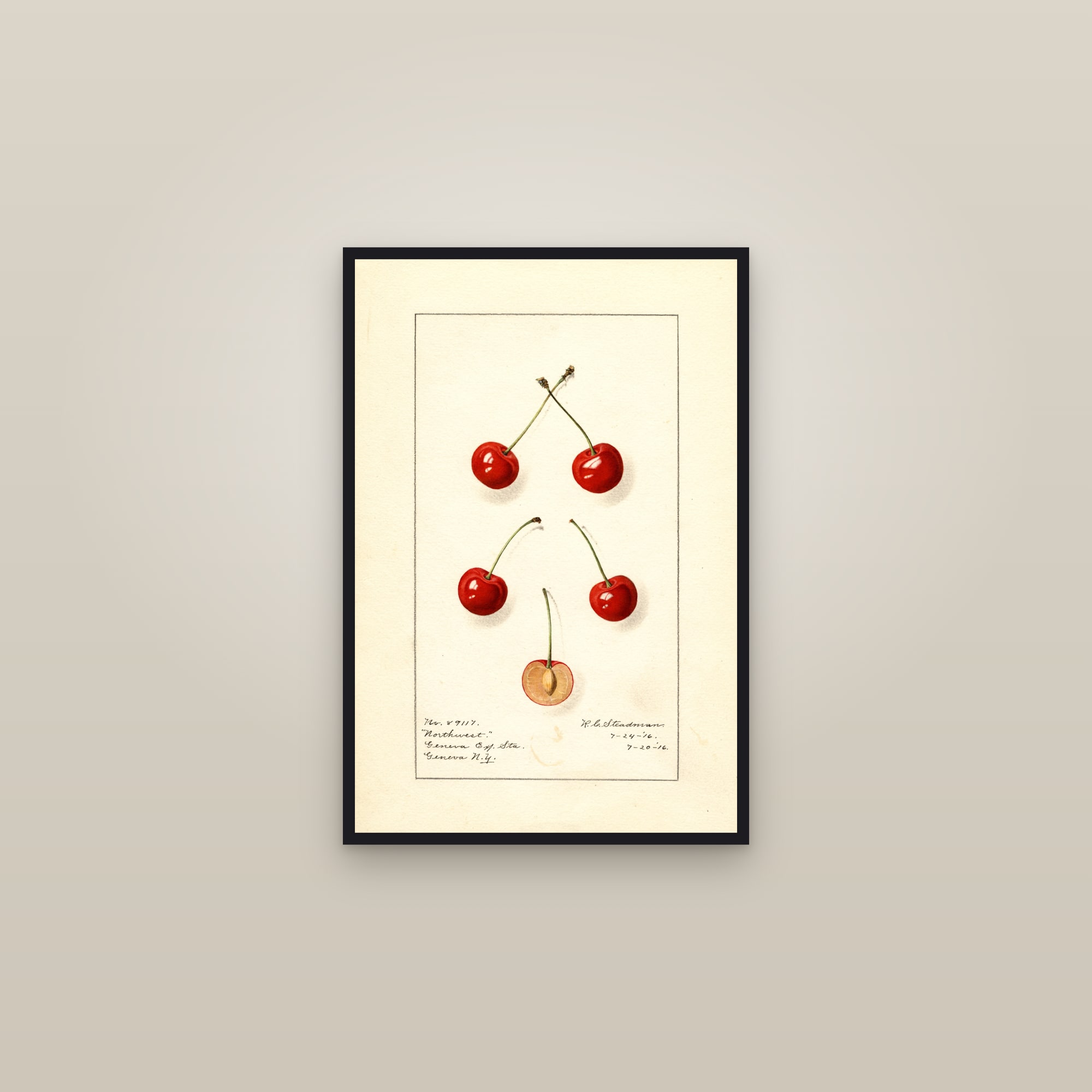 Northwest Cherry — framed in a gallery setting