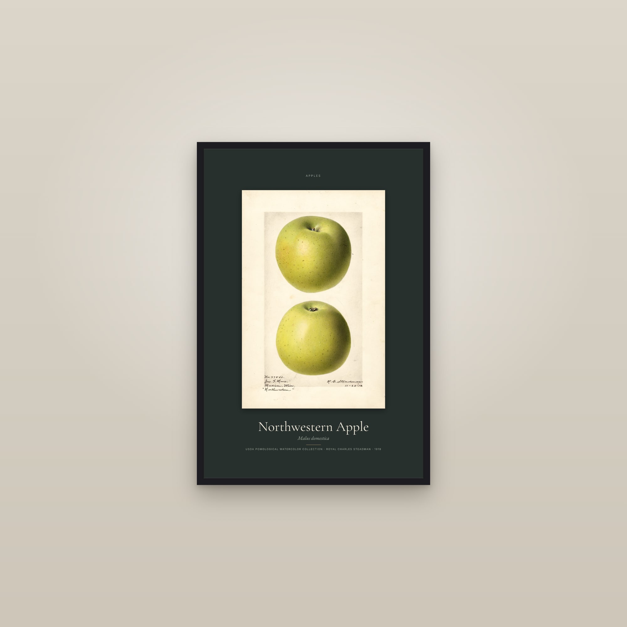 Northwestern Apple — Specimen — framed in a gallery setting
