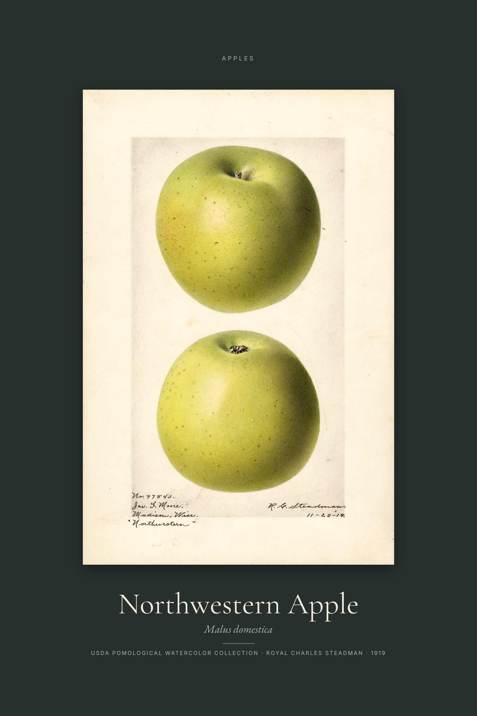 Northwestern Apple — Specimen