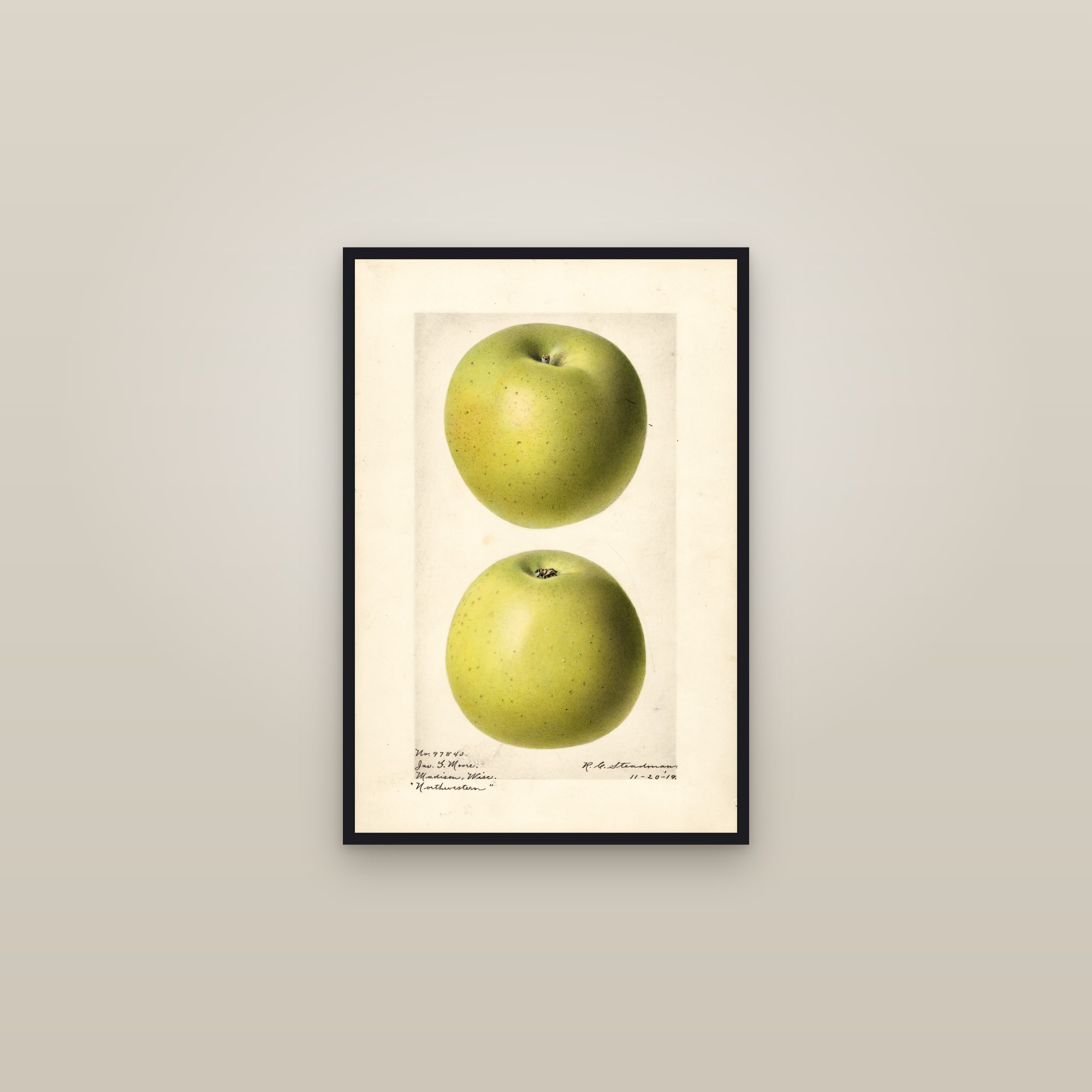 Northwestern Apple — framed in a gallery setting