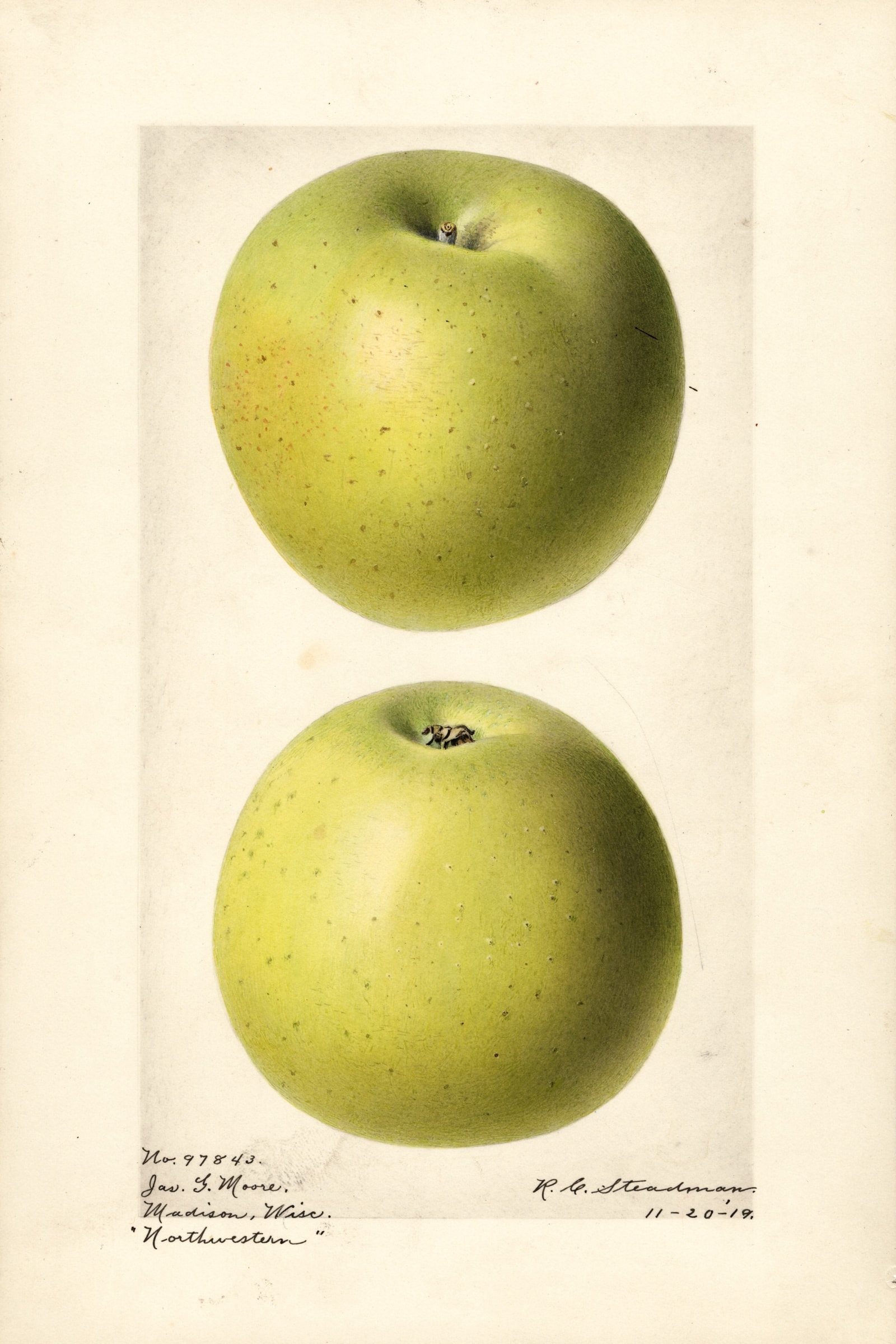 Northwestern Apple