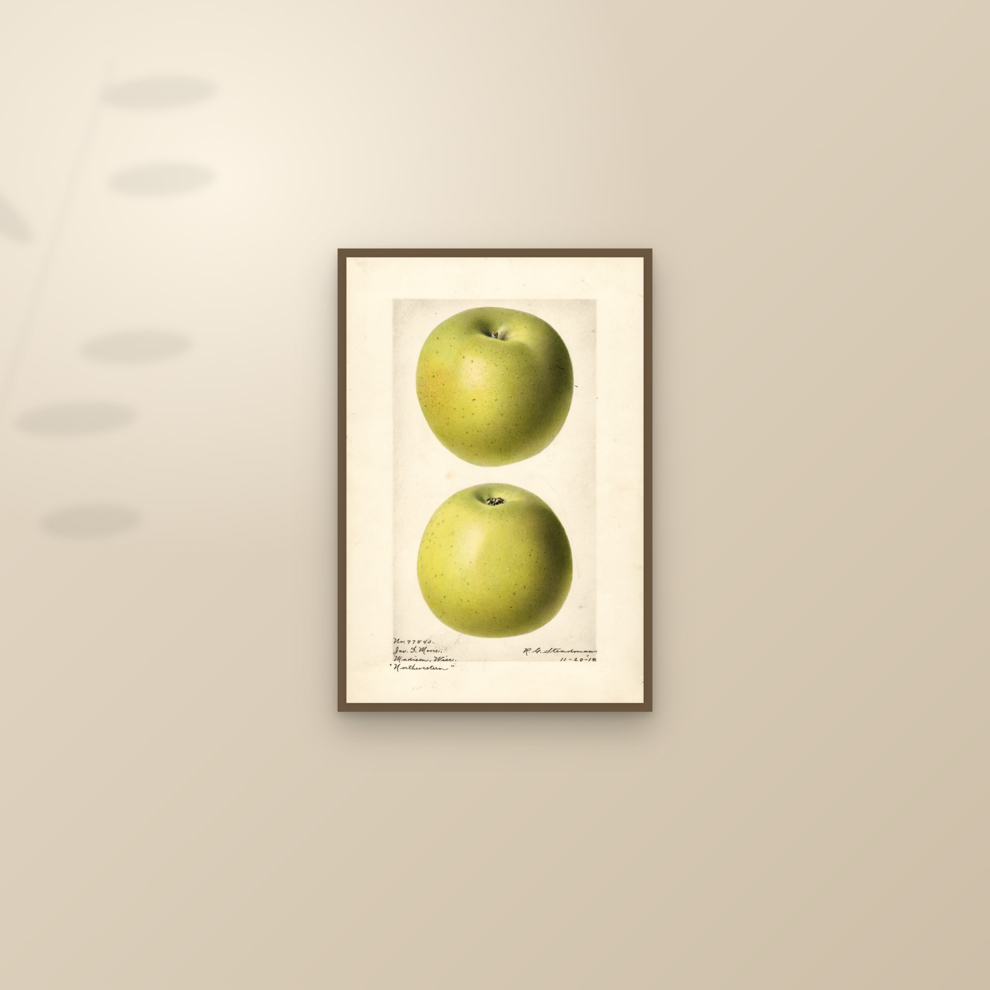 Northwestern Apple — framed and styled on a sunlit wall