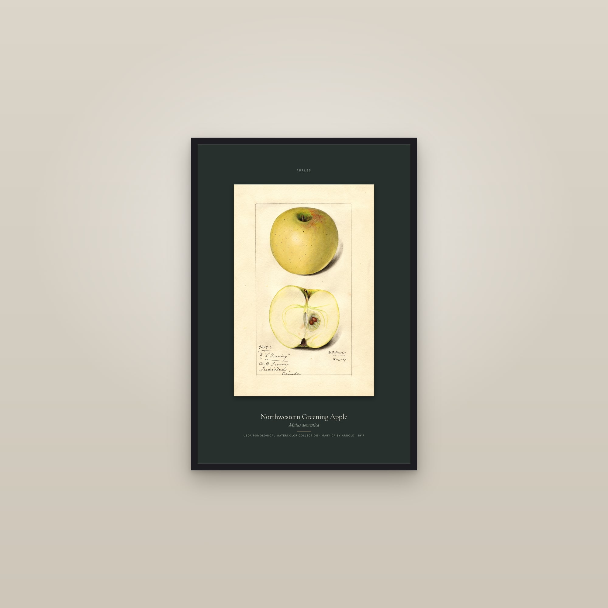 Northwestern Greening Apple — Specimen — framed in a gallery setting