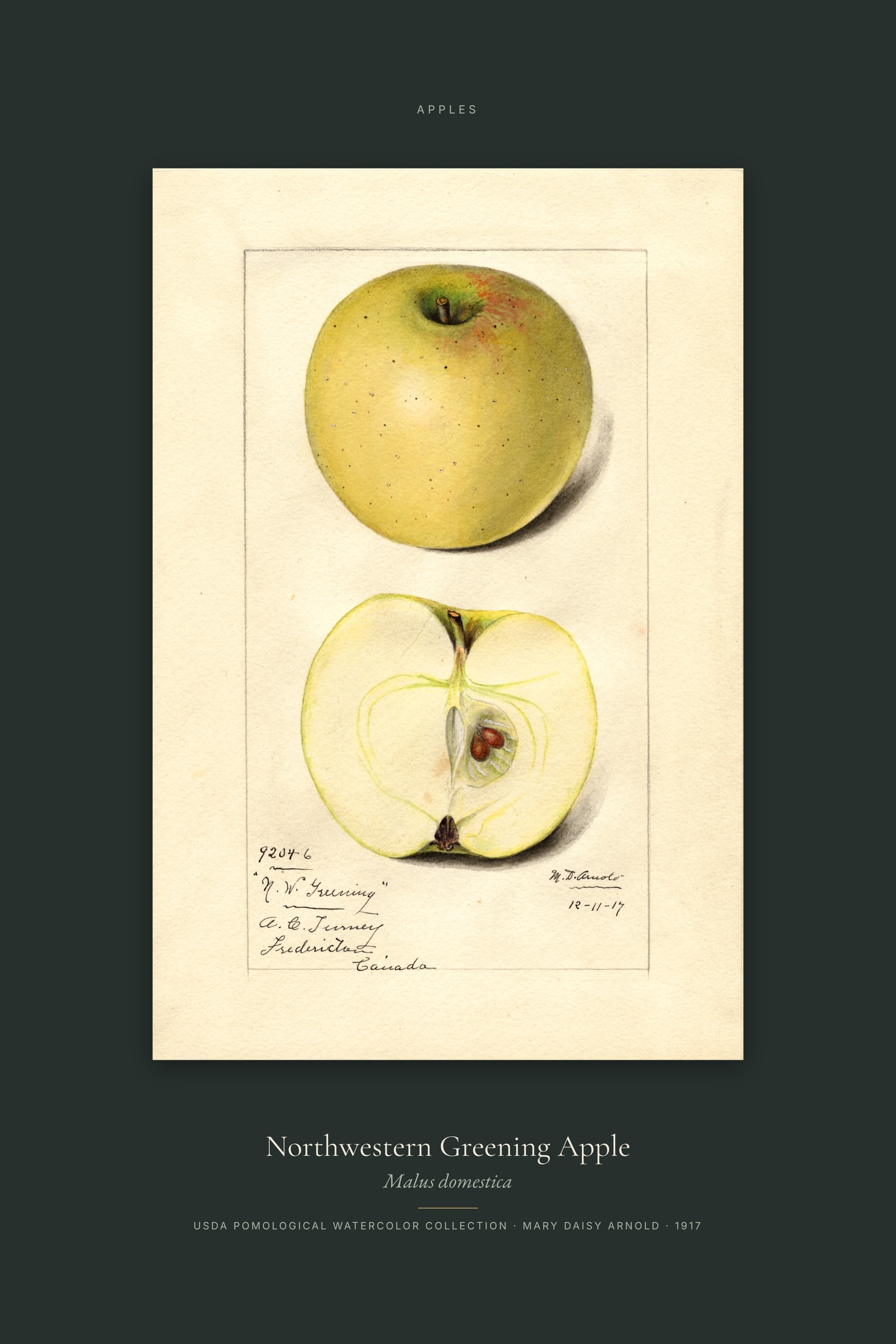 Northwestern Greening Apple — Specimen