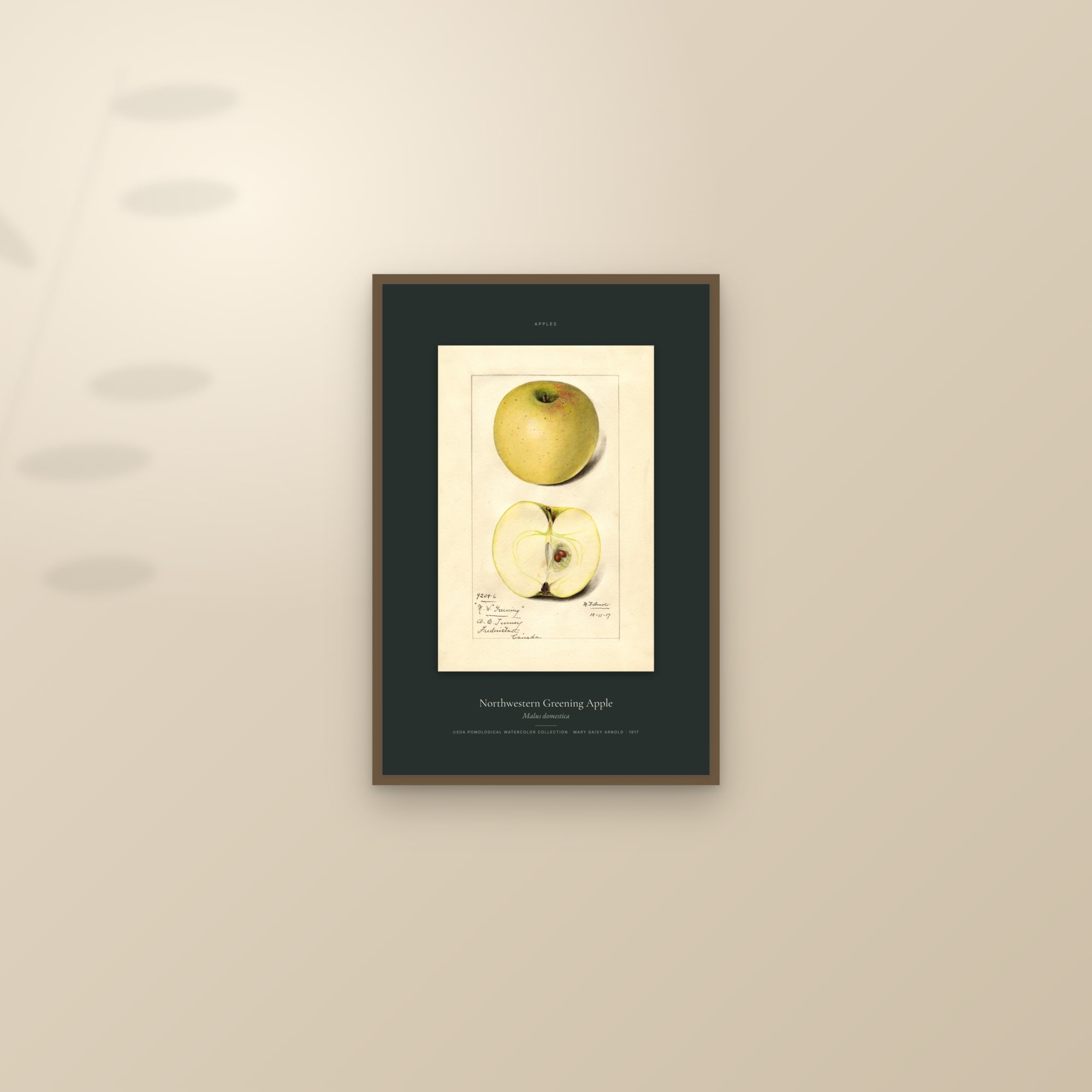 Northwestern Greening Apple — Specimen — framed and styled on a sunlit wall