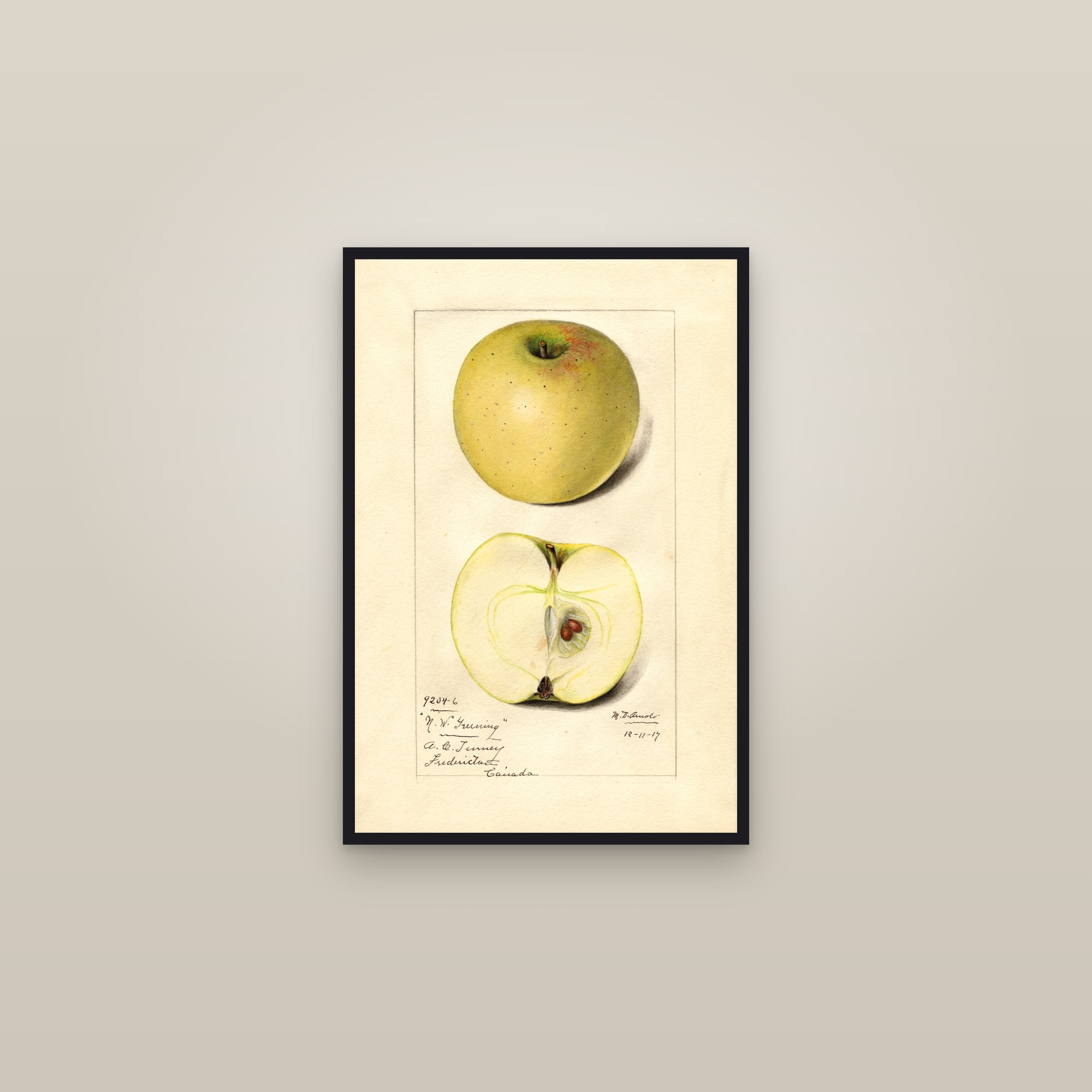Northwestern Greening Apple — framed in a gallery setting
