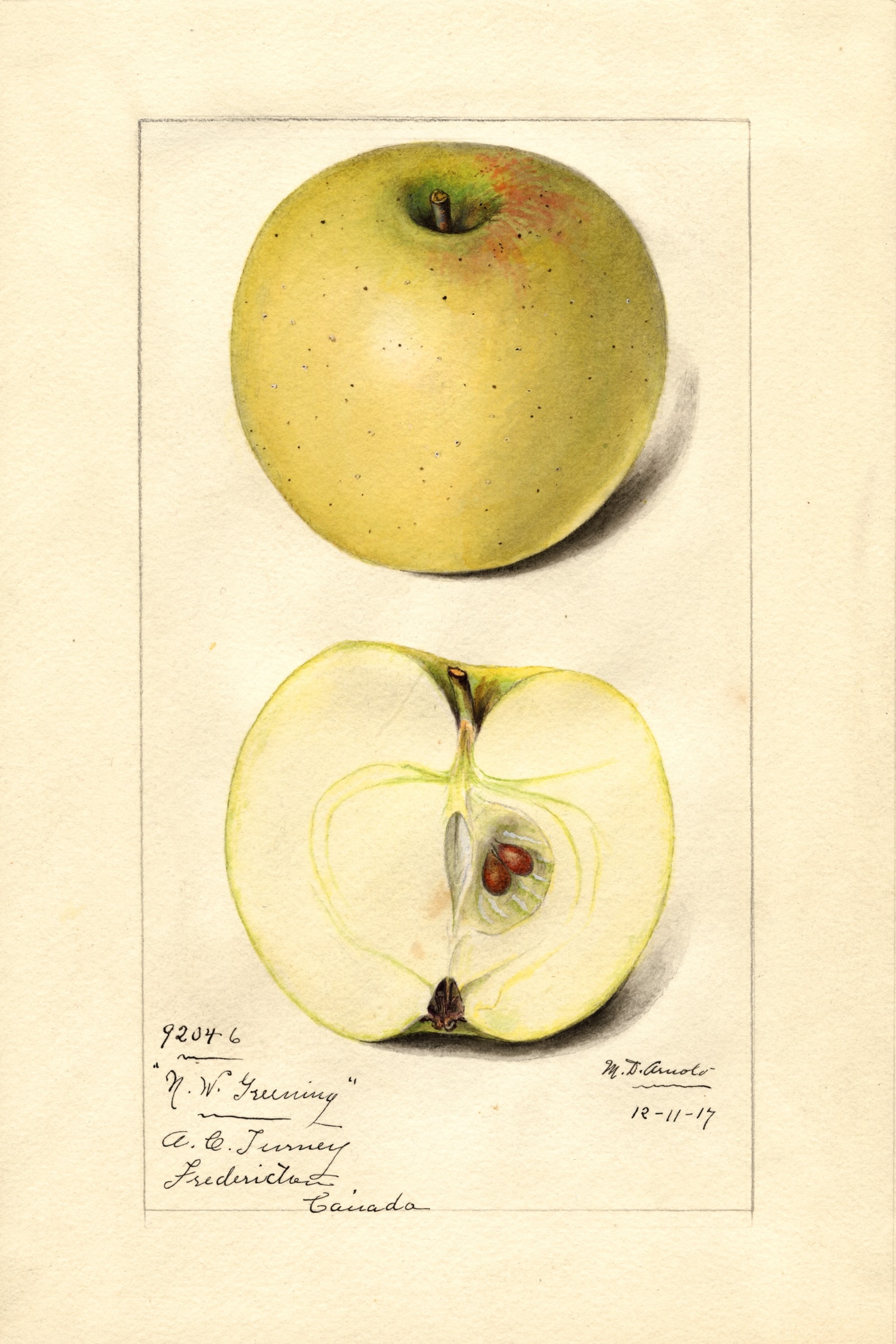 Northwestern Greening Apple