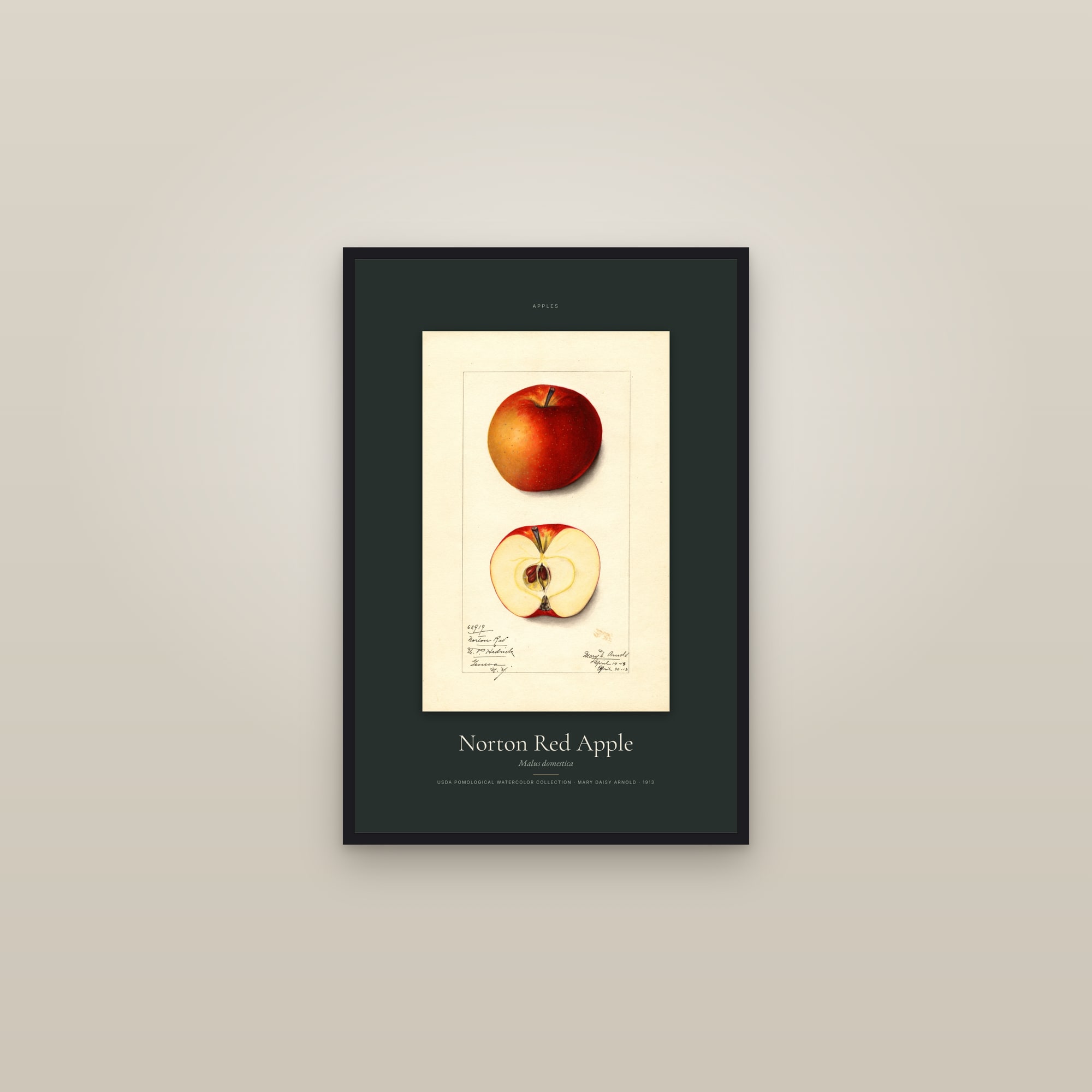 Norton Red Apple — Specimen — framed in a gallery setting