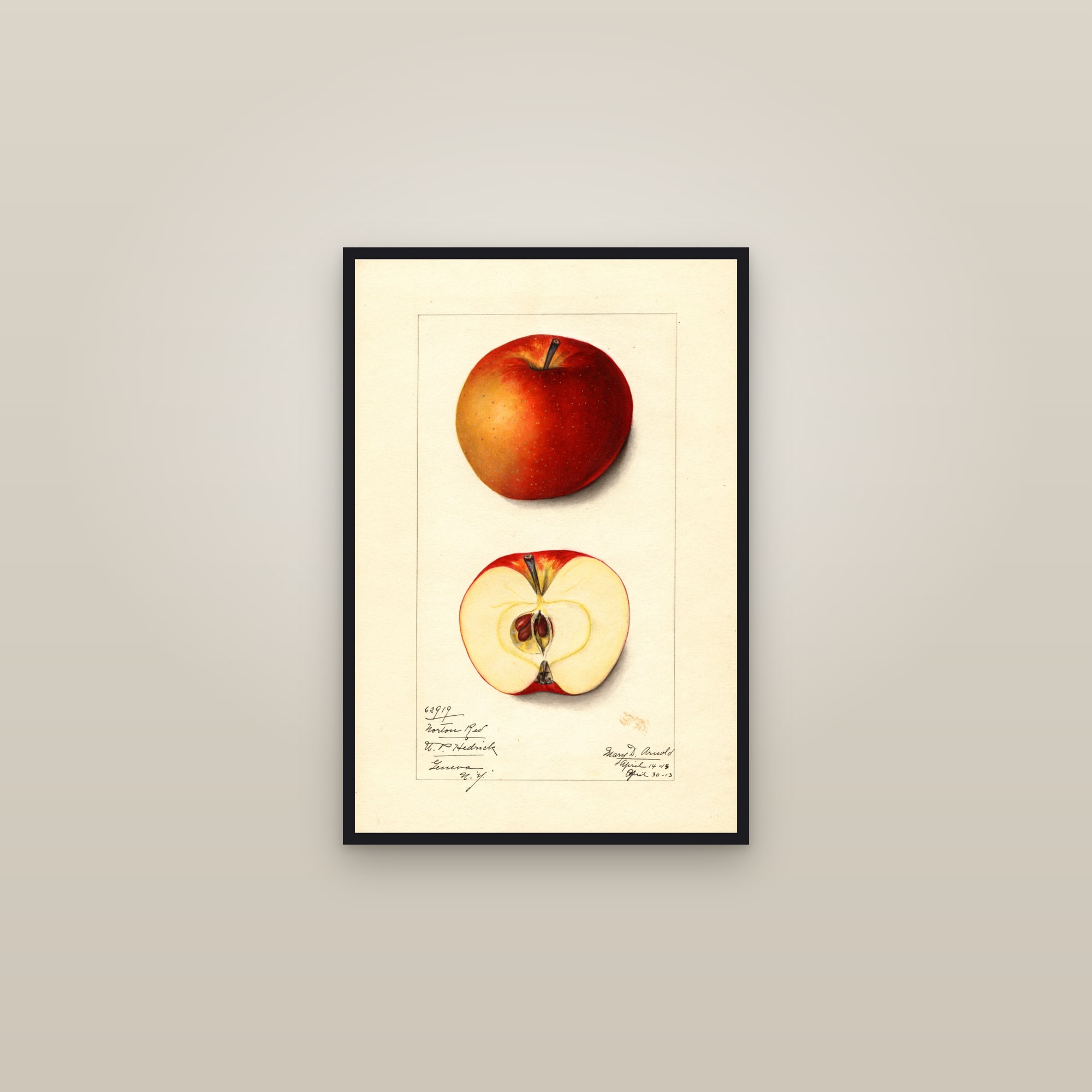 Norton Red Apple — framed in a gallery setting