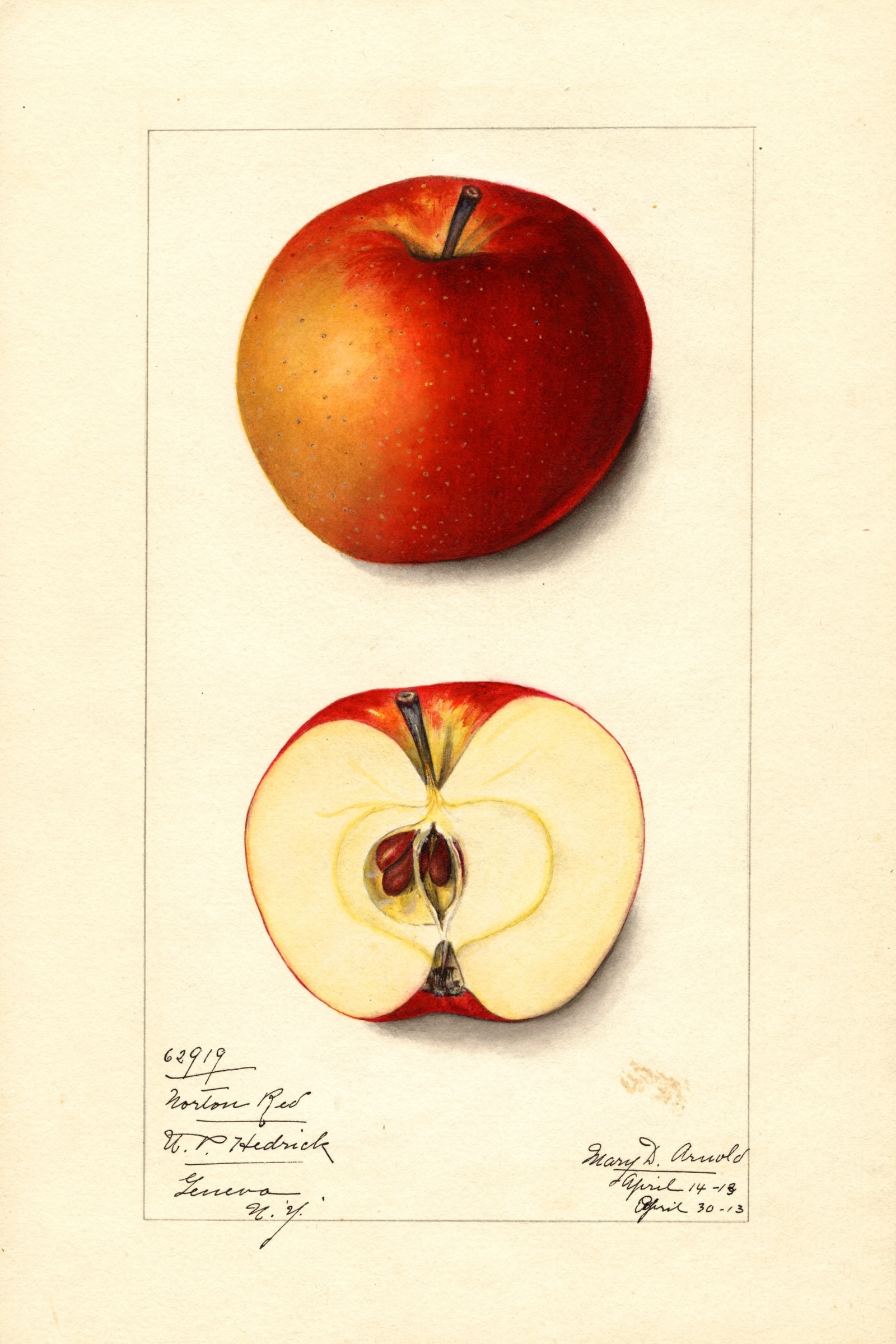 Norton Red Apple