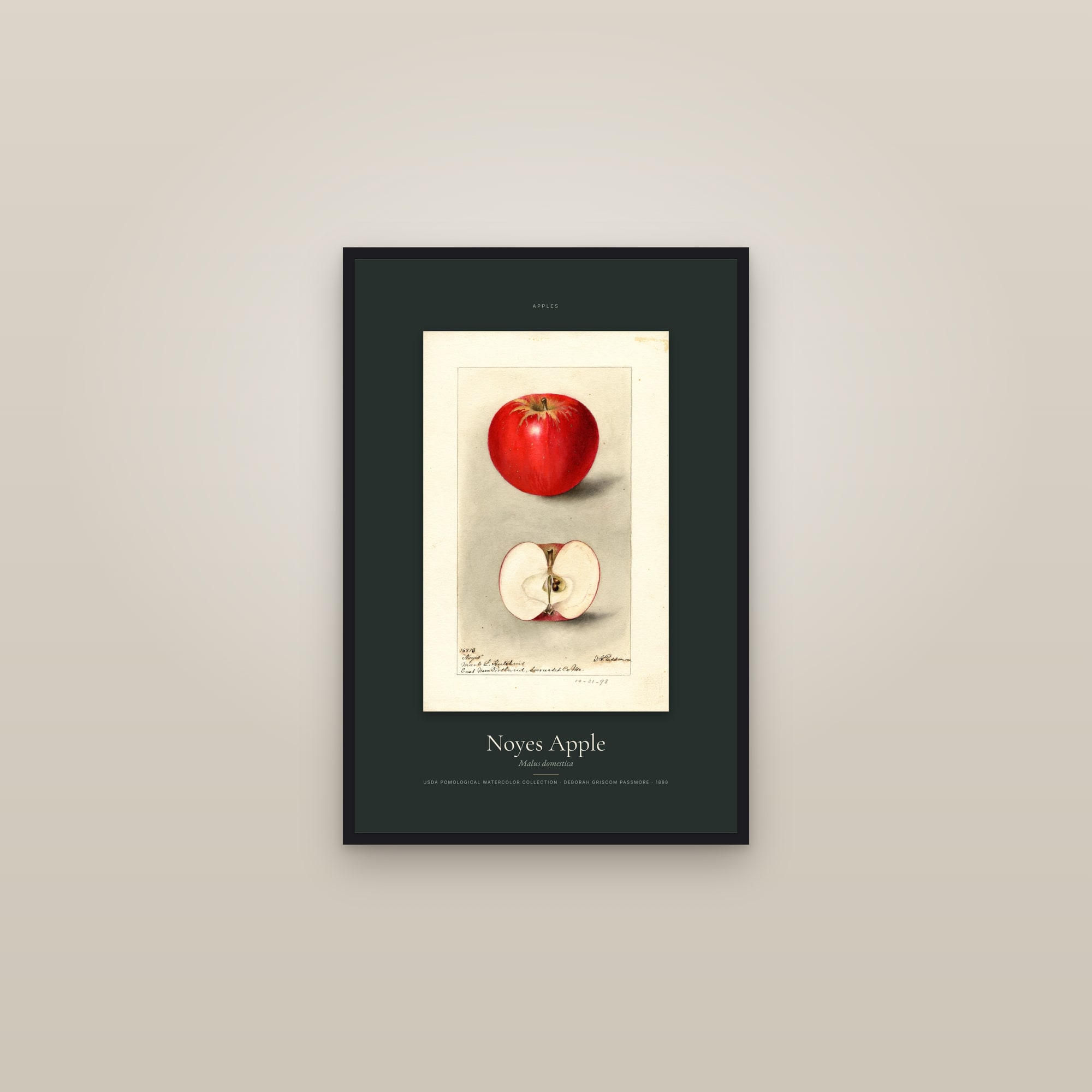 Noyes Apple — Specimen — framed in a gallery setting