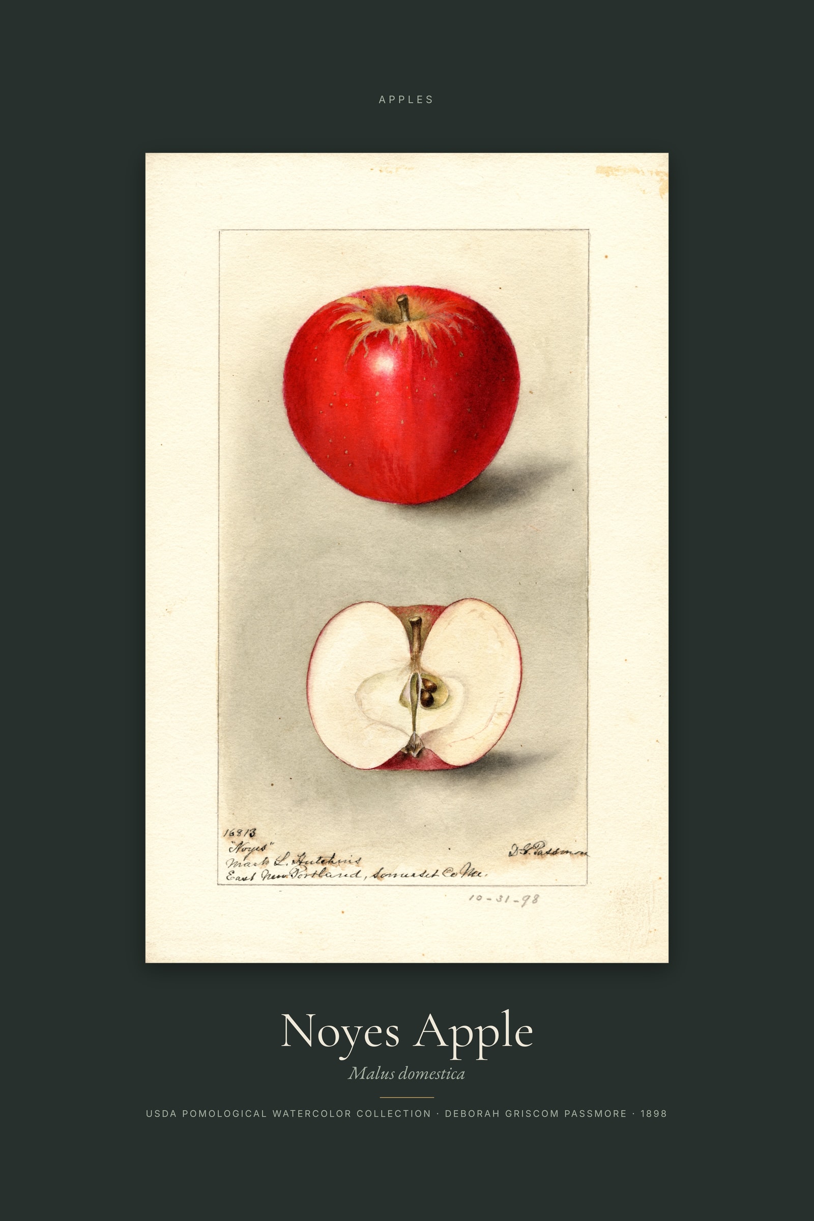 Noyes Apple — Specimen
