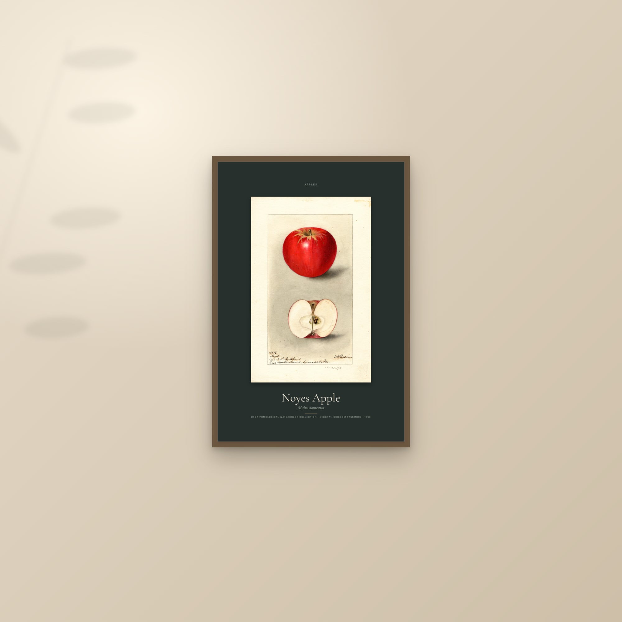 Noyes Apple — Specimen — framed and styled on a sunlit wall