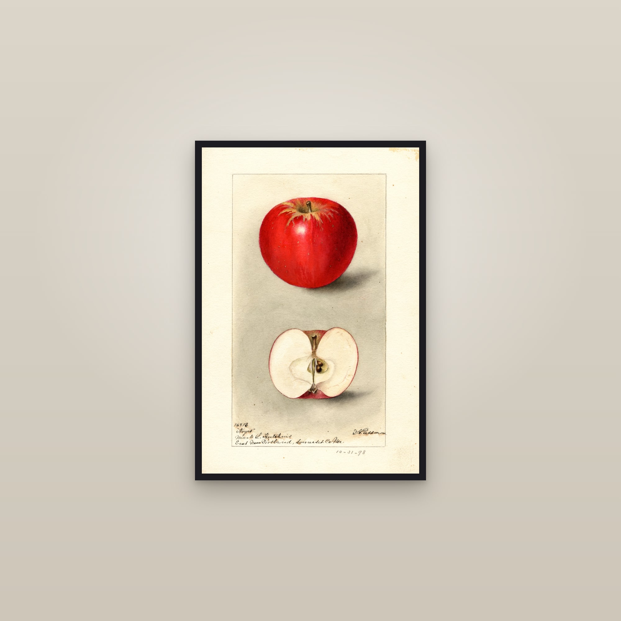Noyes Apple — framed in a gallery setting