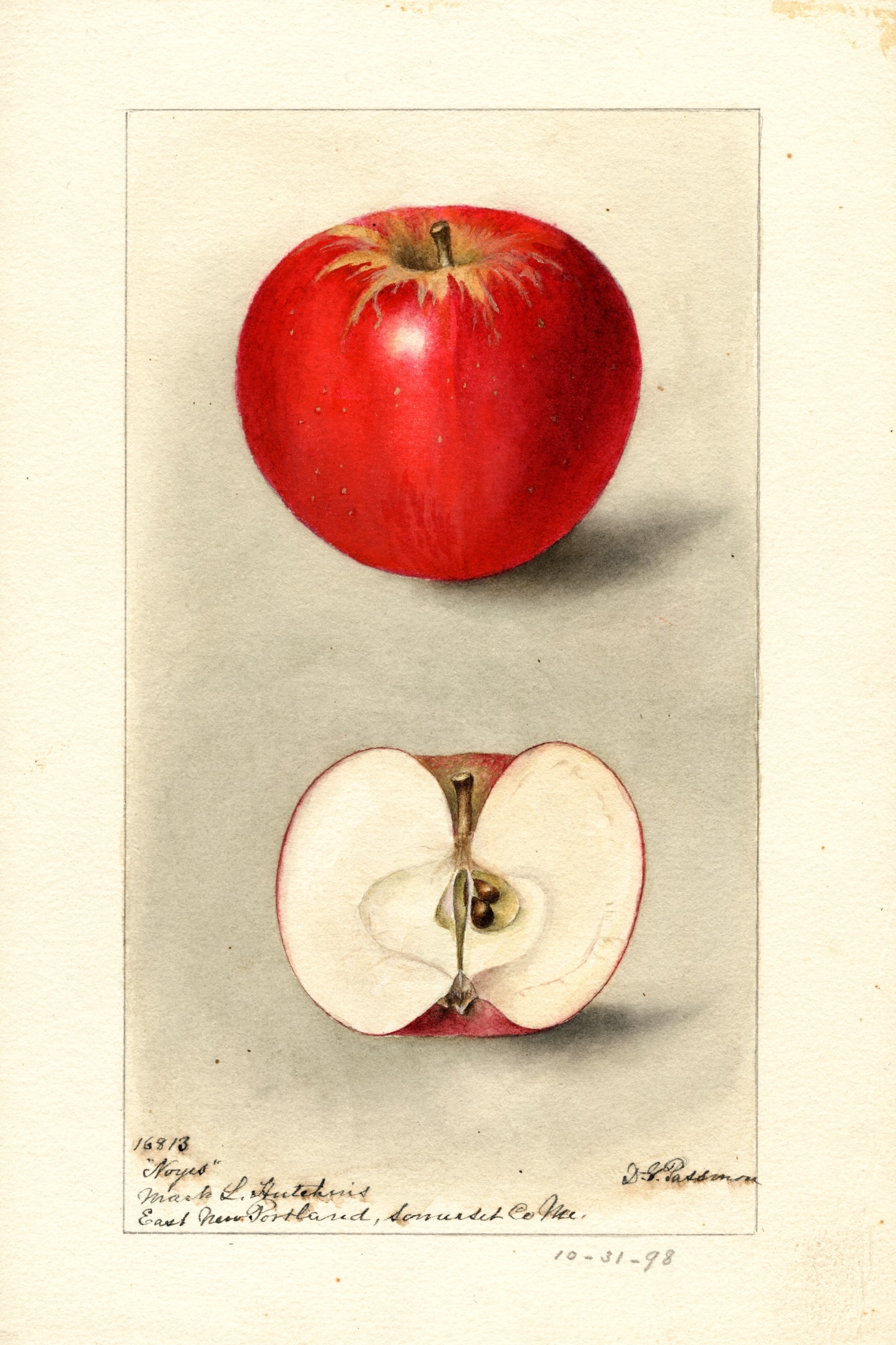 Noyes Apple