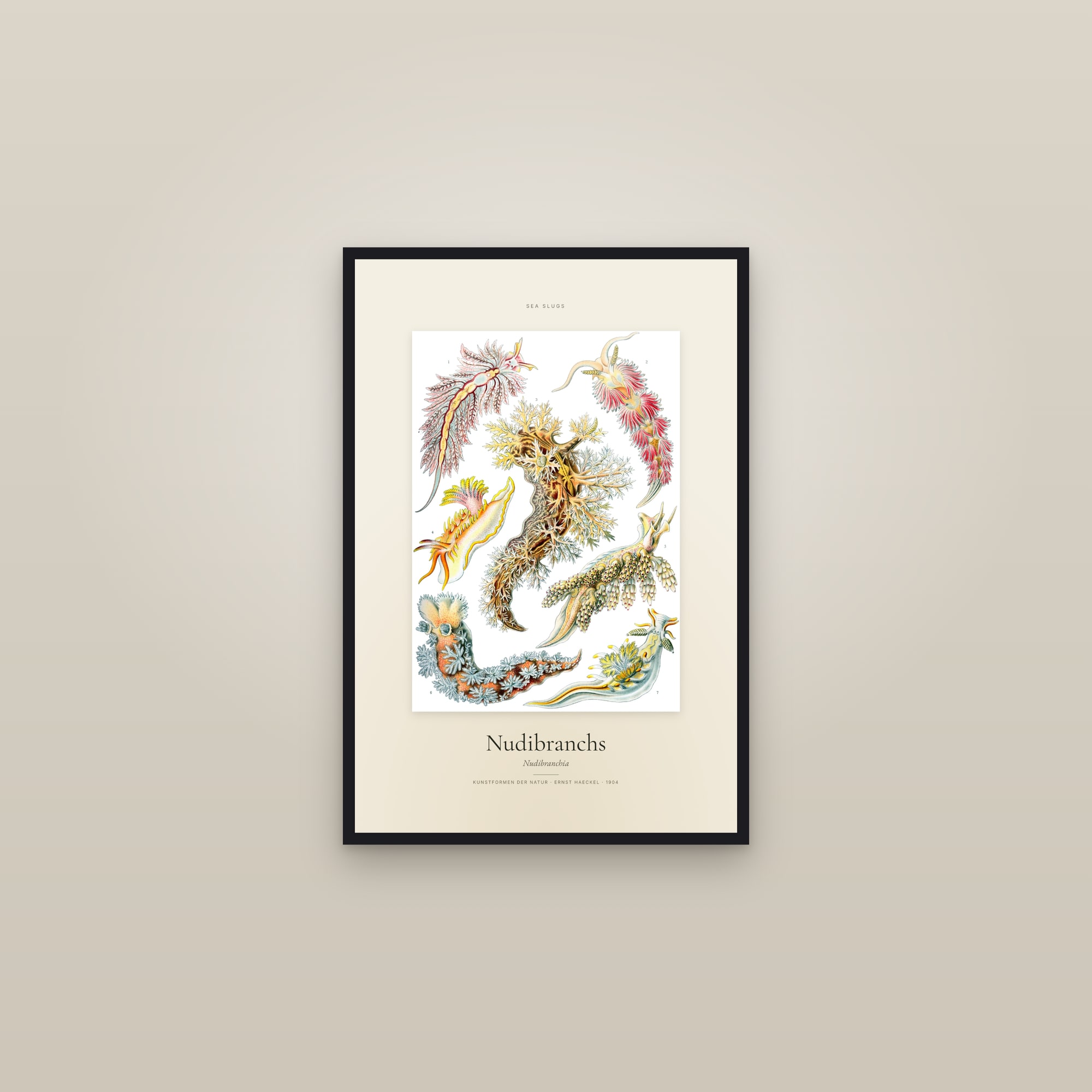 Nudibranchs — Specimen — framed in a gallery setting