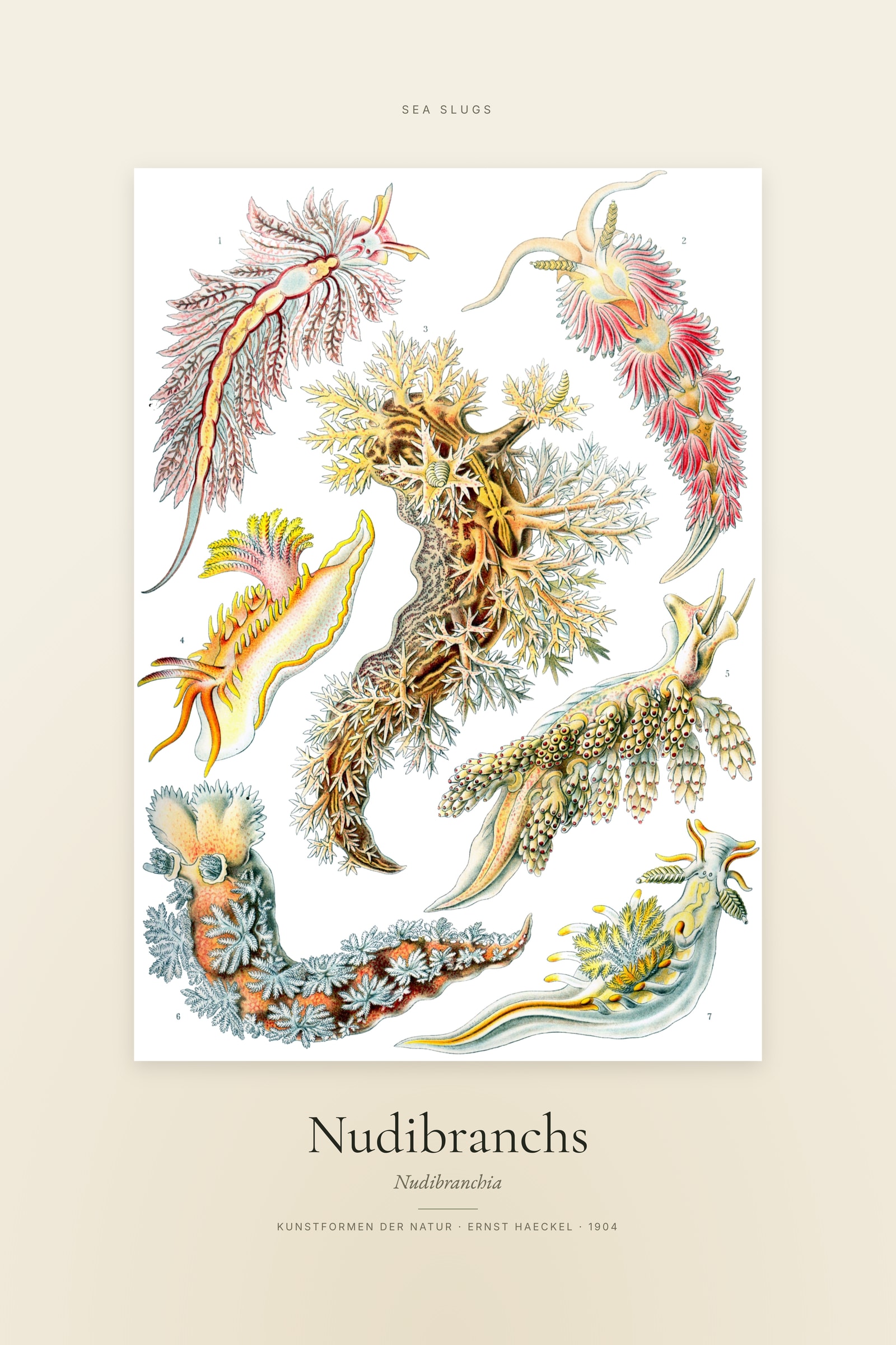 Nudibranchs — Specimen
