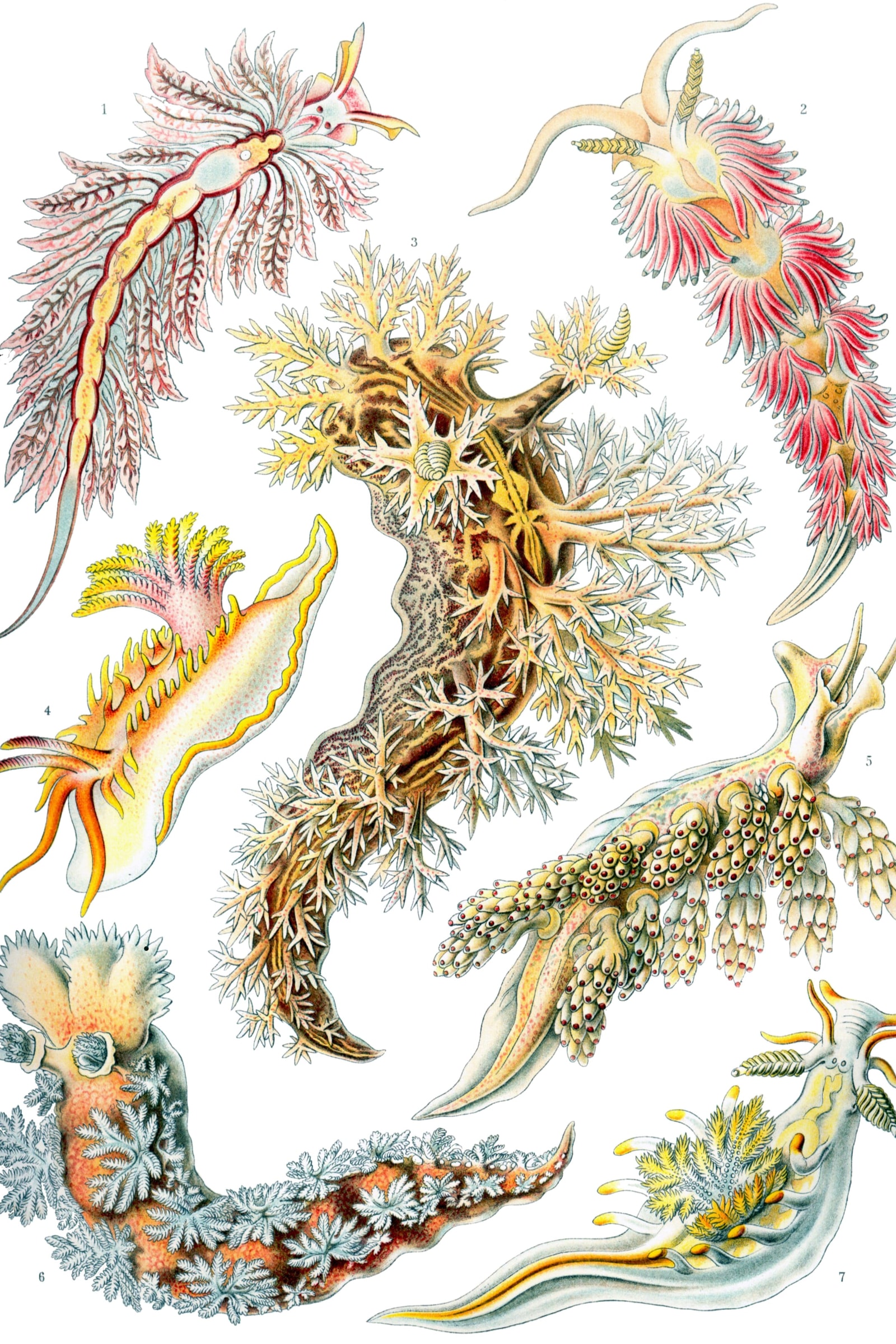 Nudibranchs