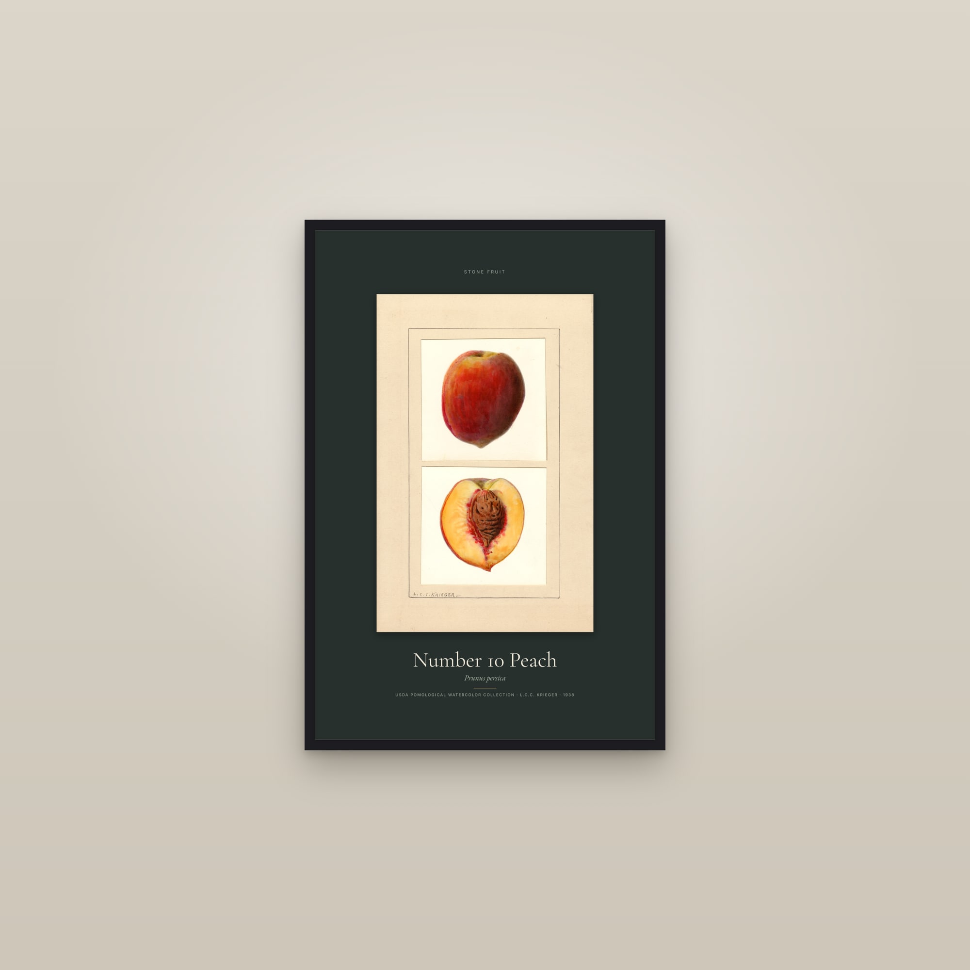 Number 10 Peach — Specimen — framed in a gallery setting