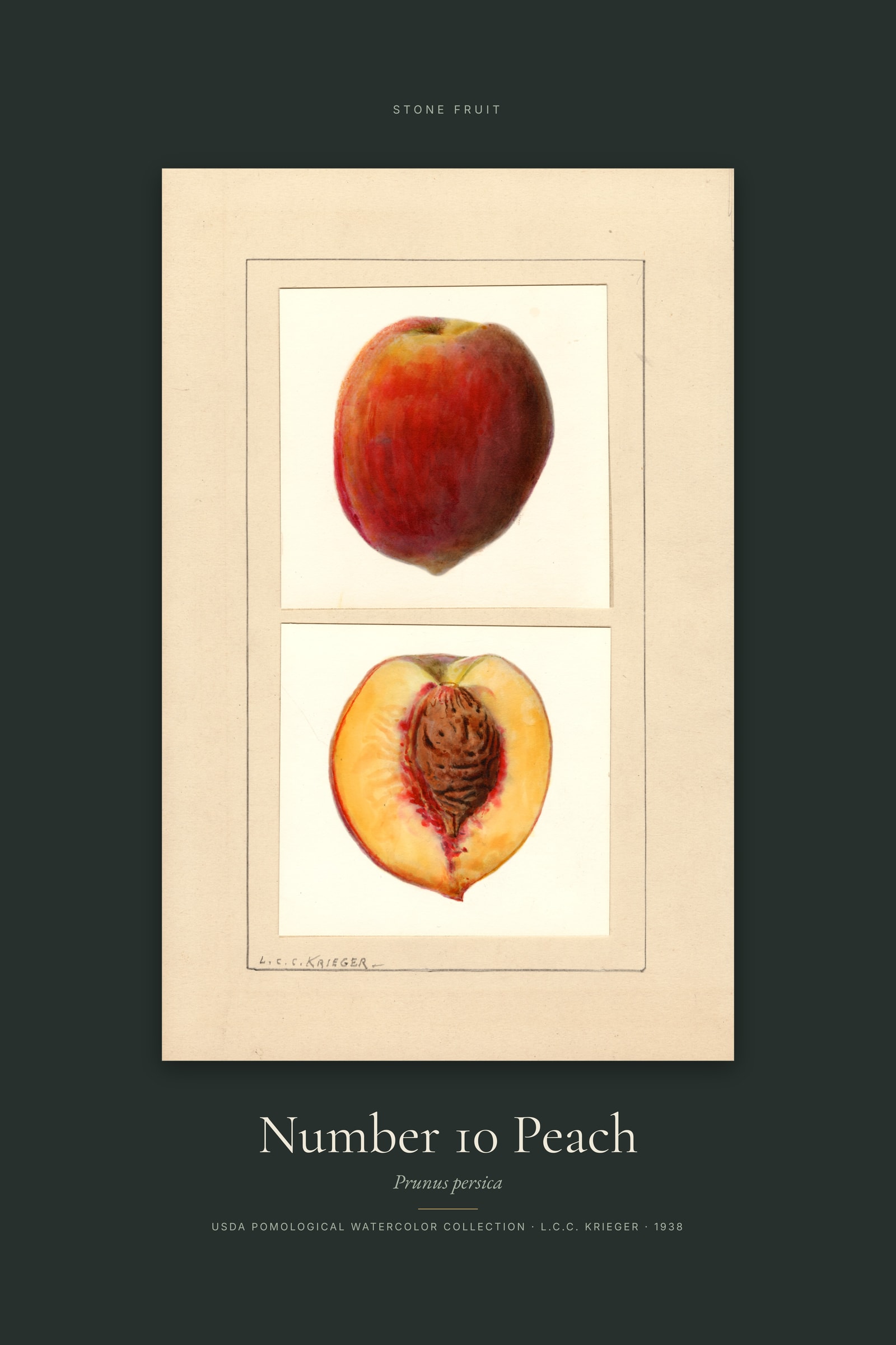 Number 10 Peach — Specimen