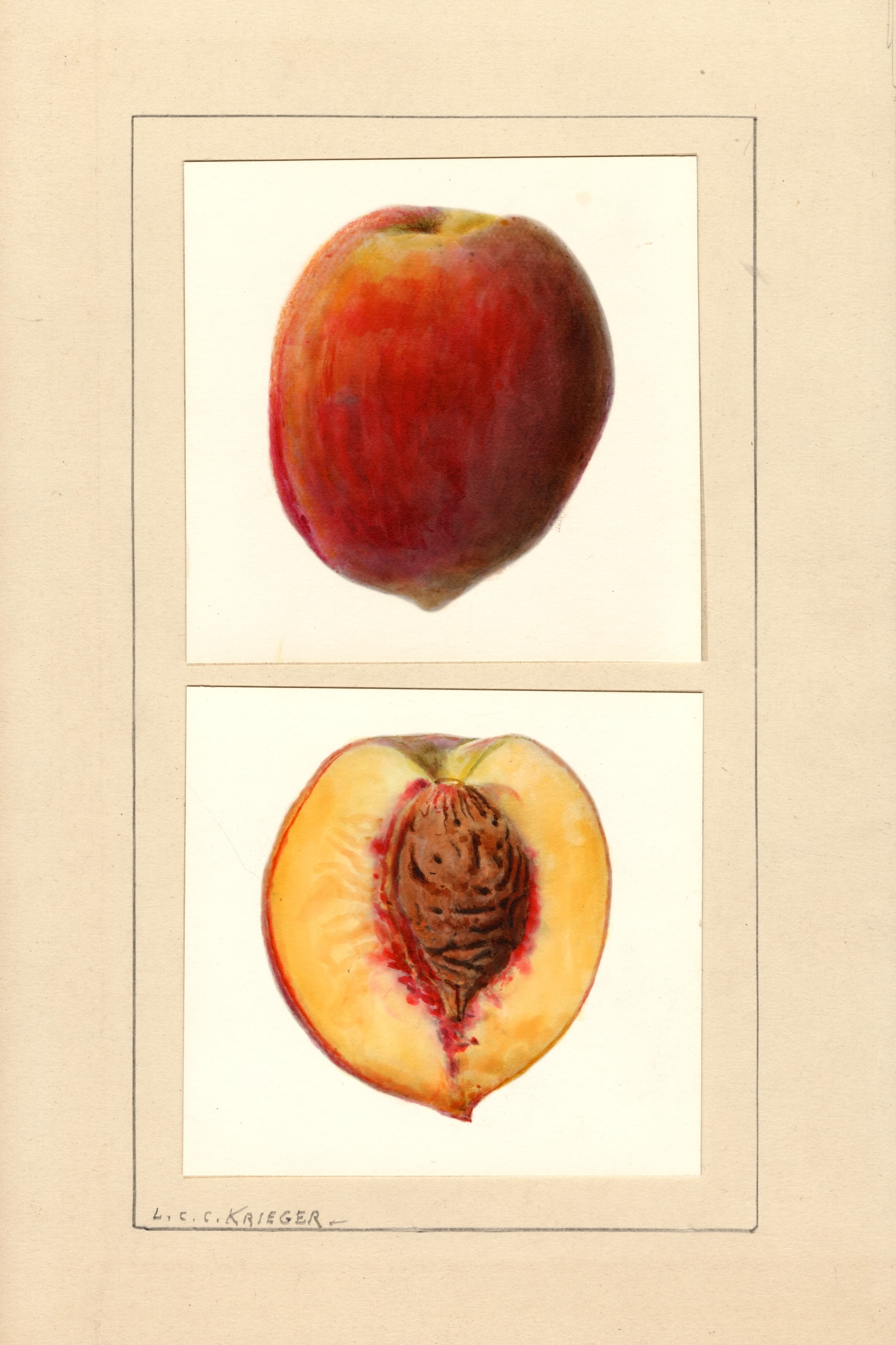 Number 10 Peach