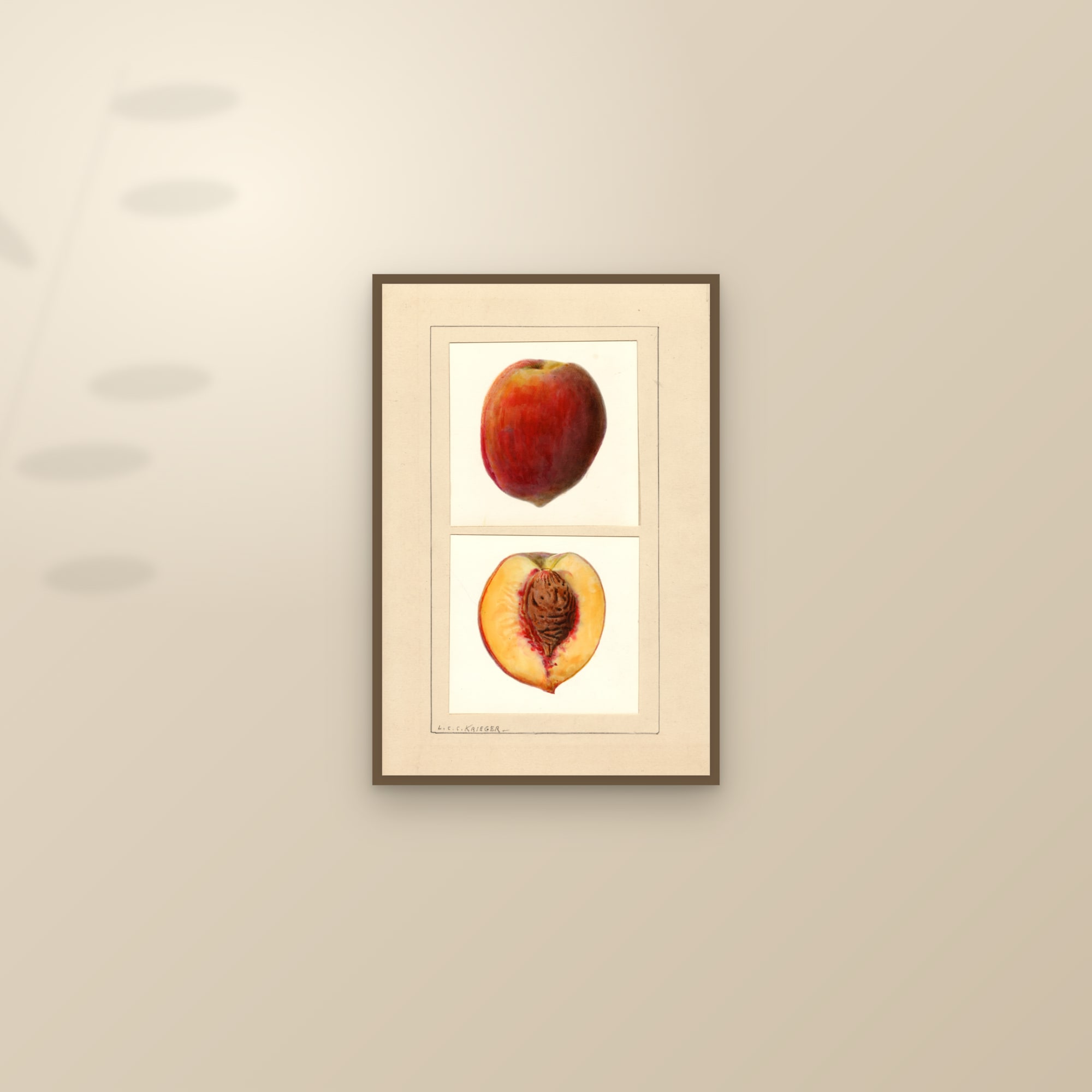 Number 10 Peach — framed and styled on a sunlit wall