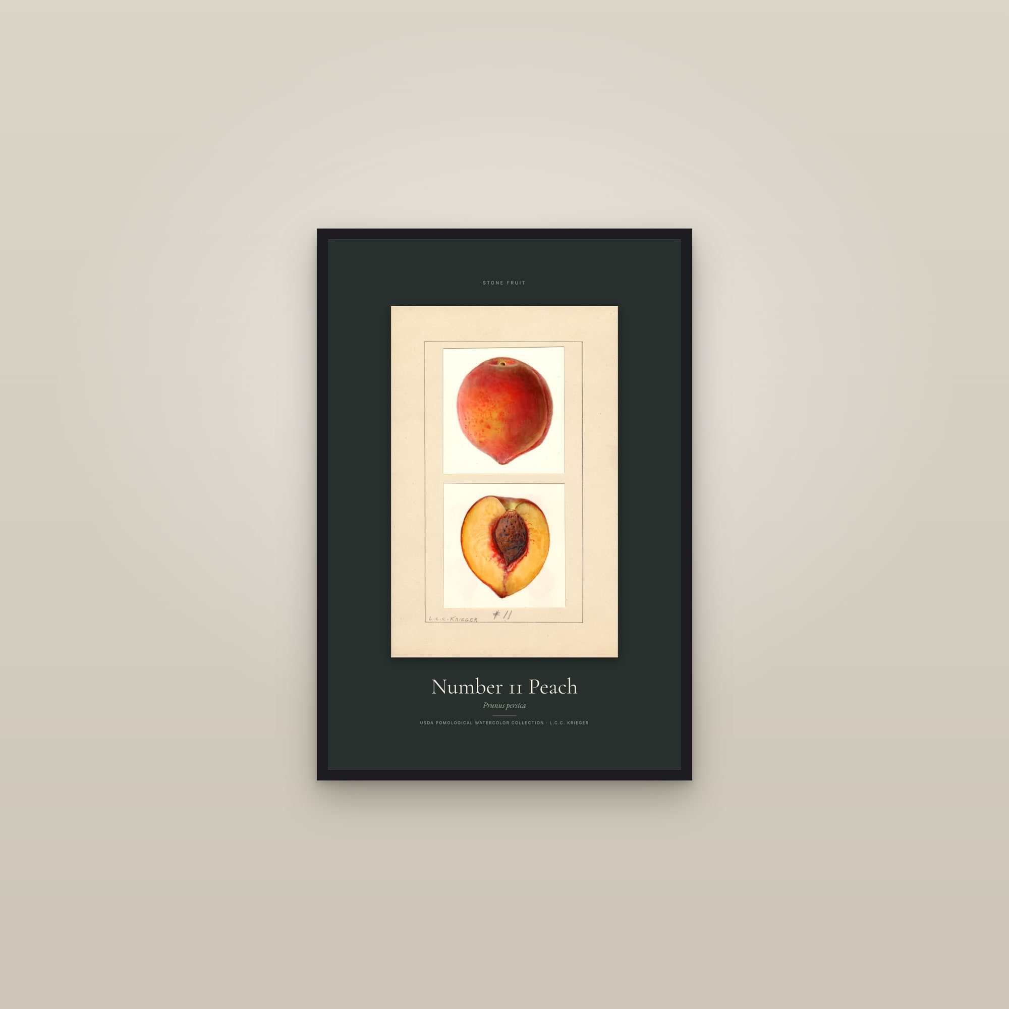 Number 11 Peach — Specimen — framed in a gallery setting