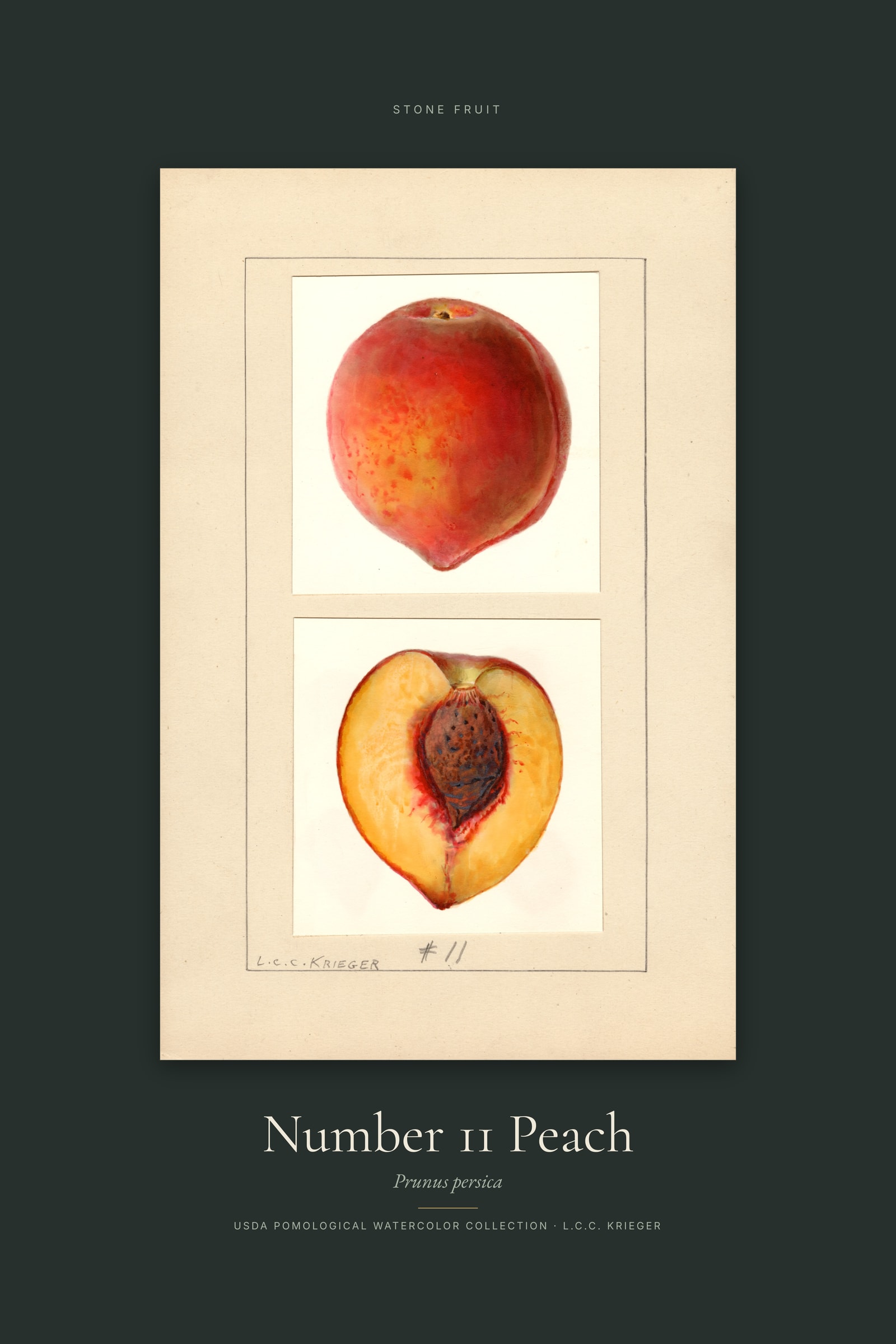 Number 11 Peach — Specimen