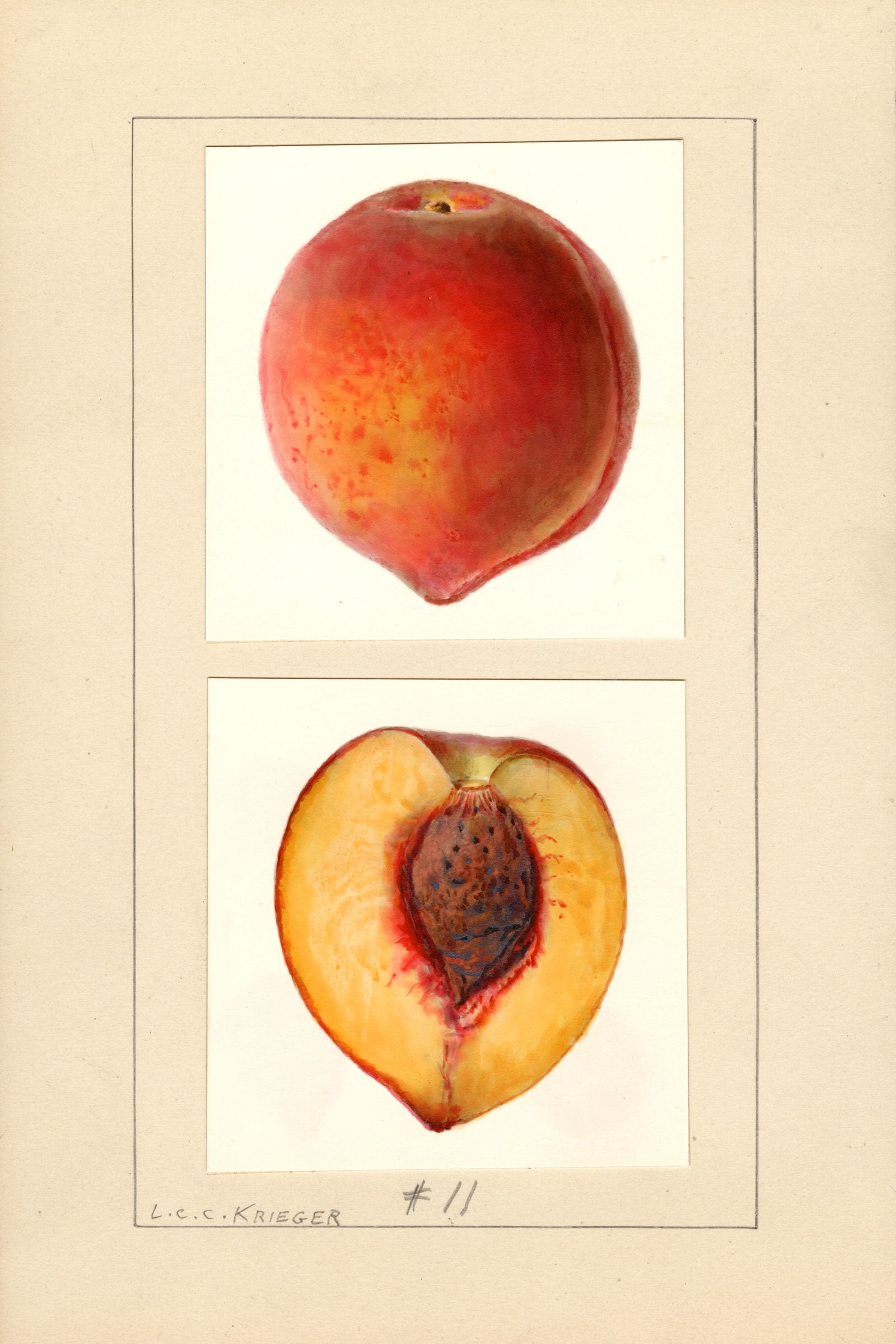 Number 11 Peach