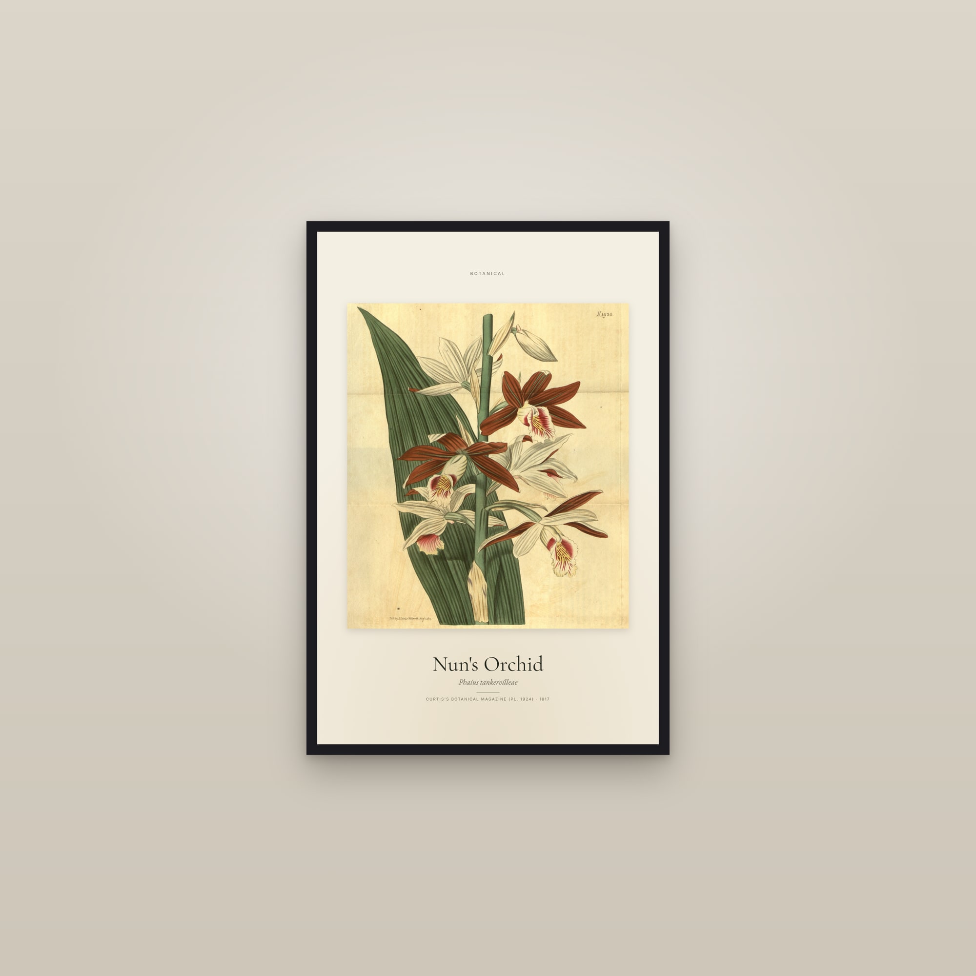 Nun's Orchid — Specimen — framed in a gallery setting