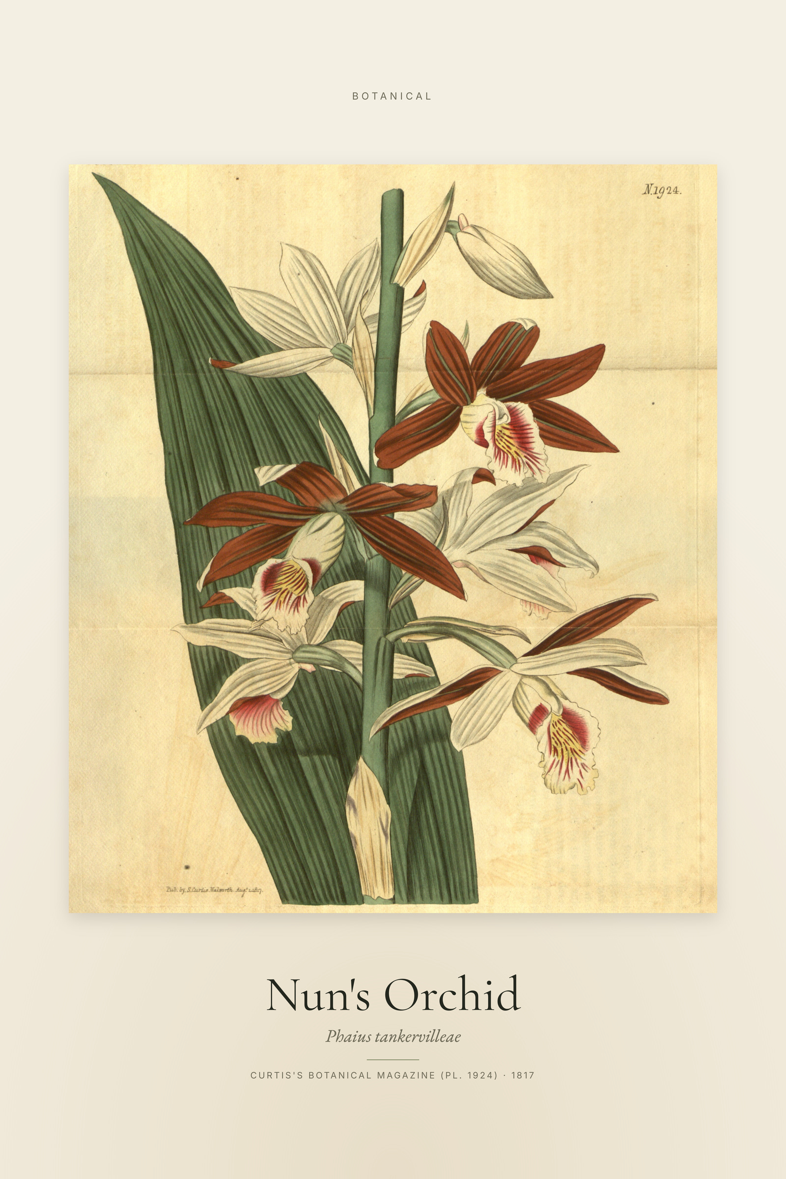 Nun's Orchid — Specimen
