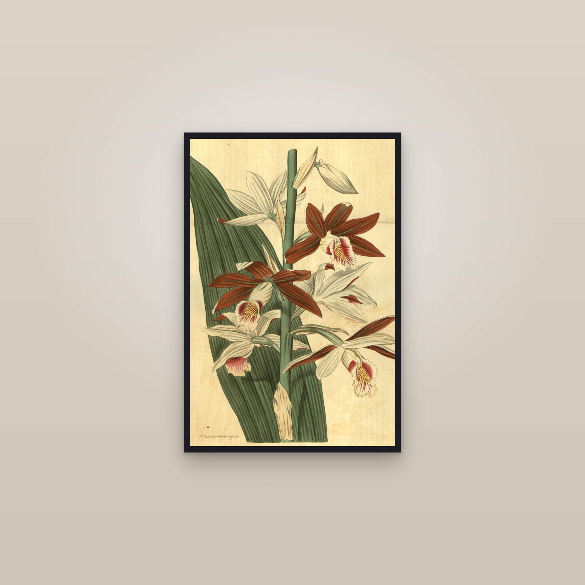 Nun's Orchid — framed in a gallery setting