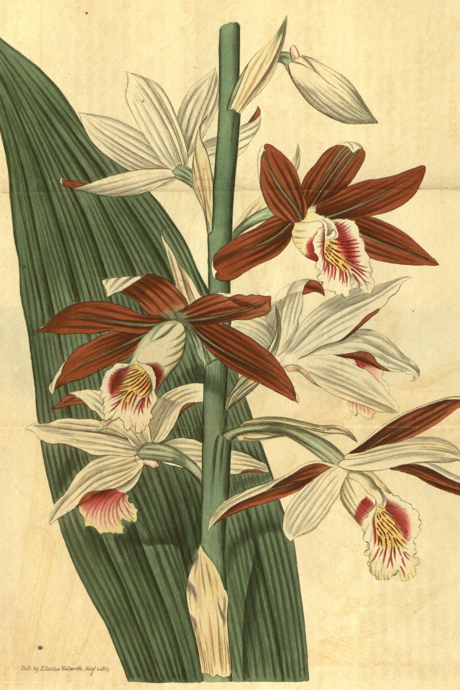 Nun's Orchid