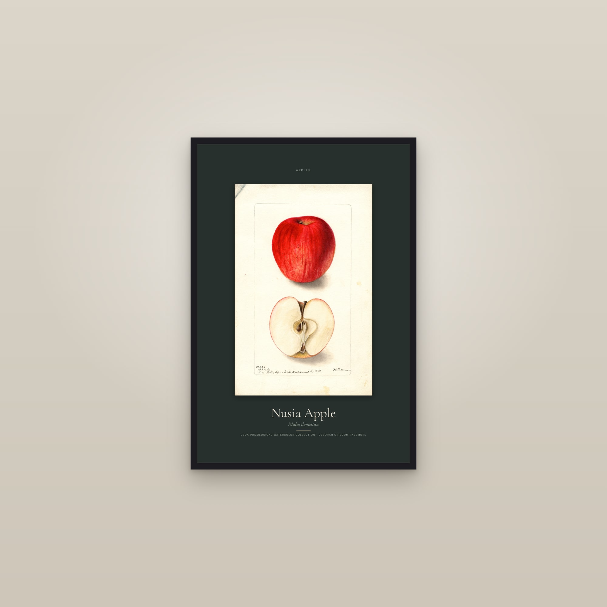 Nusia Apple — Specimen — framed in a gallery setting