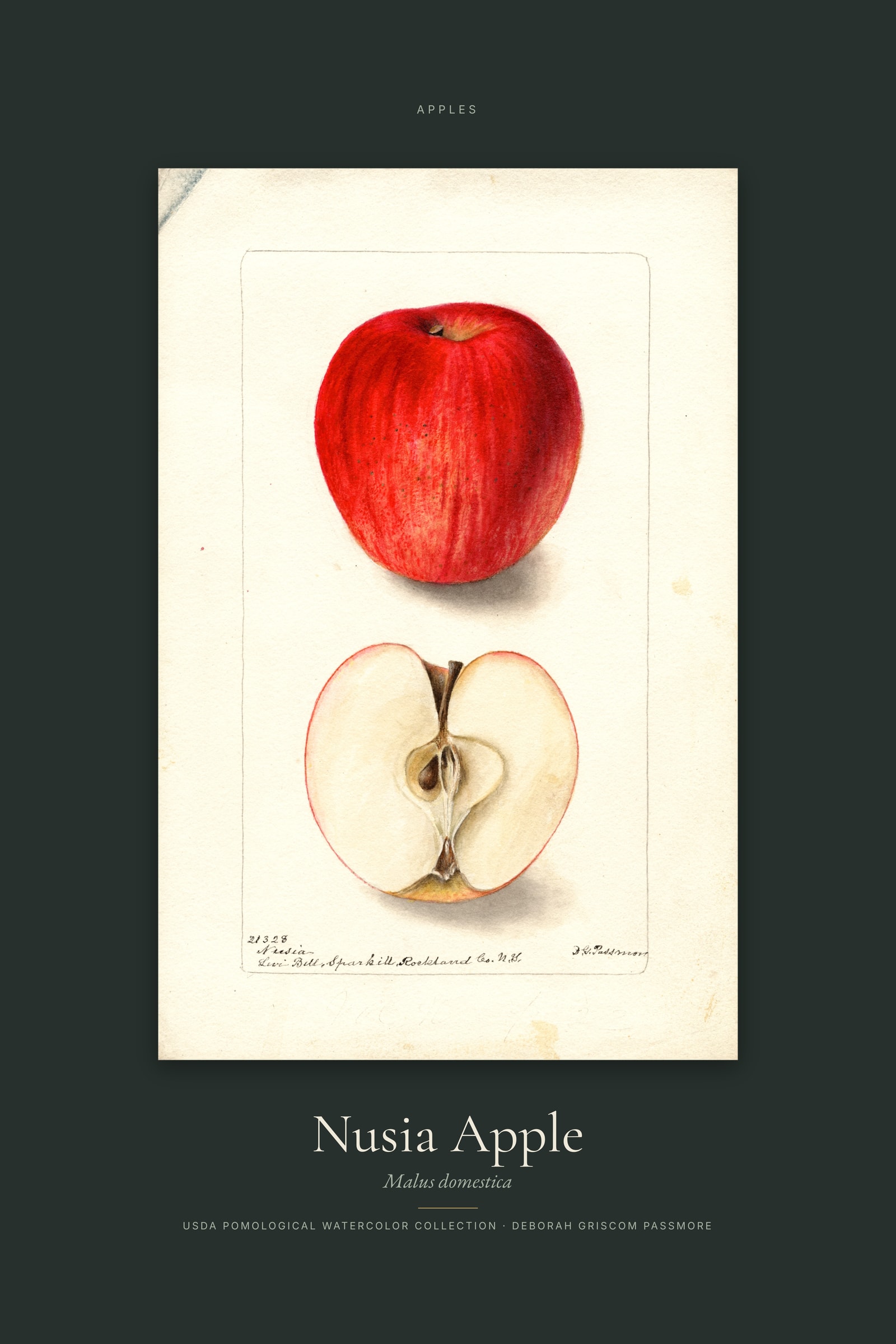 Nusia Apple — Specimen