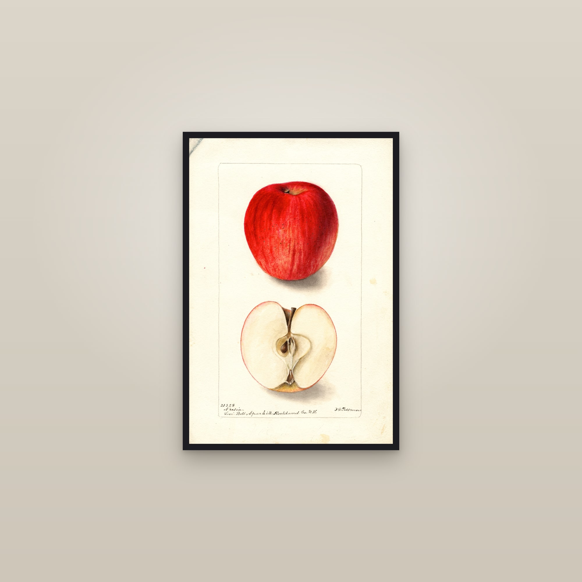 Nusia Apple — framed in a gallery setting