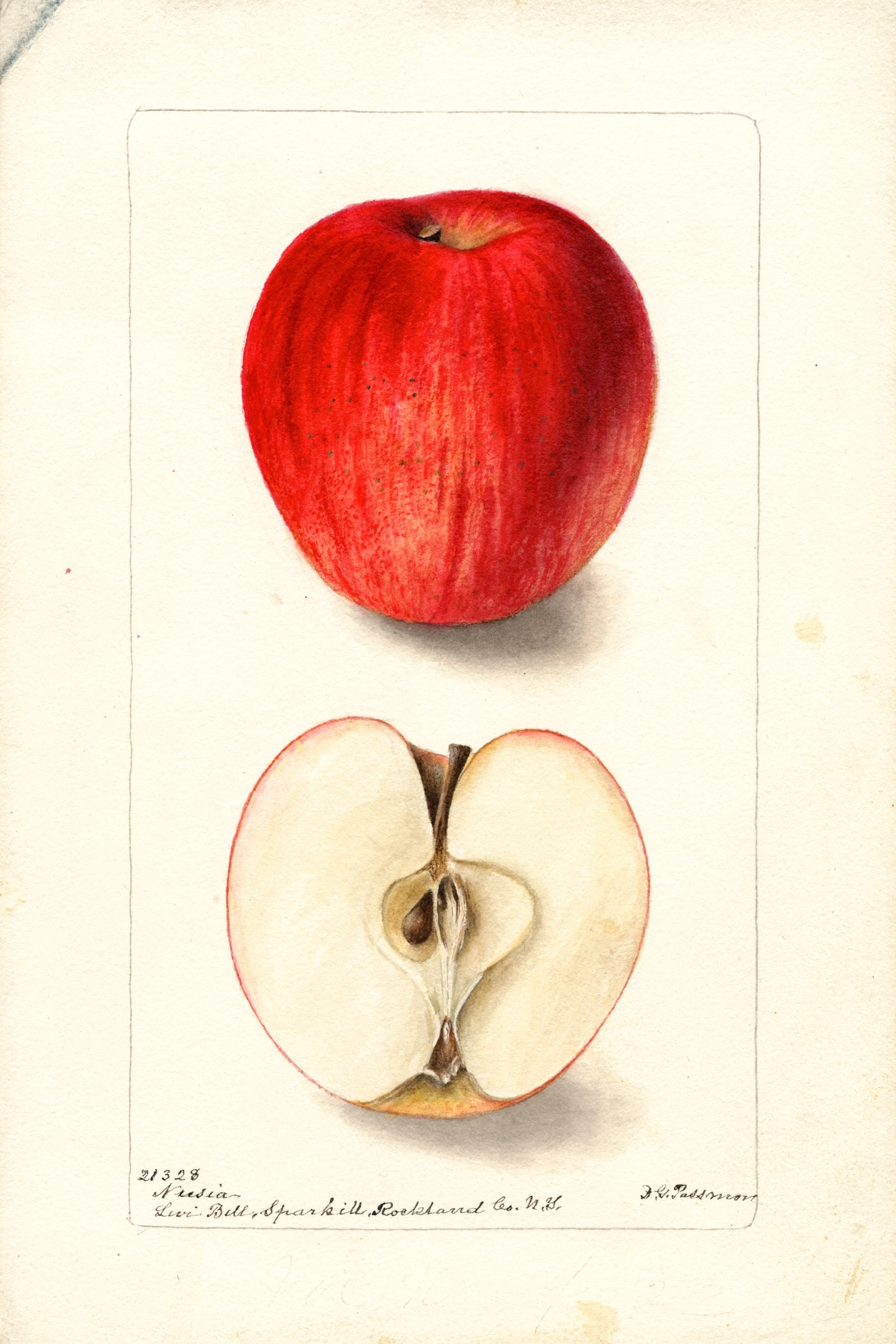 Nusia Apple